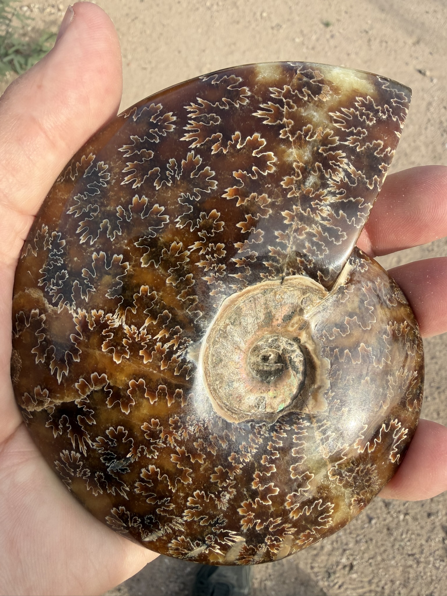 Ammonite