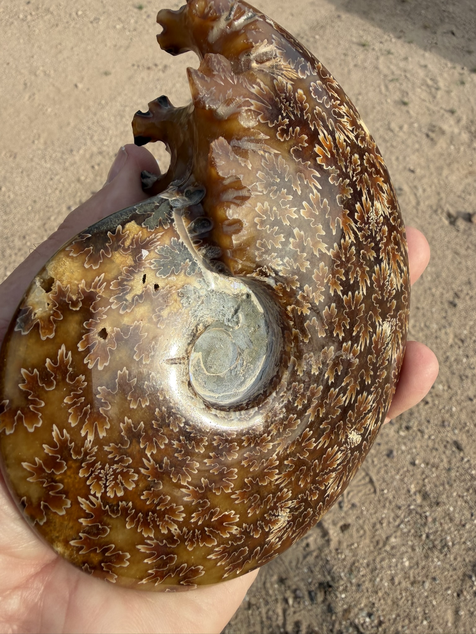 Ammonite