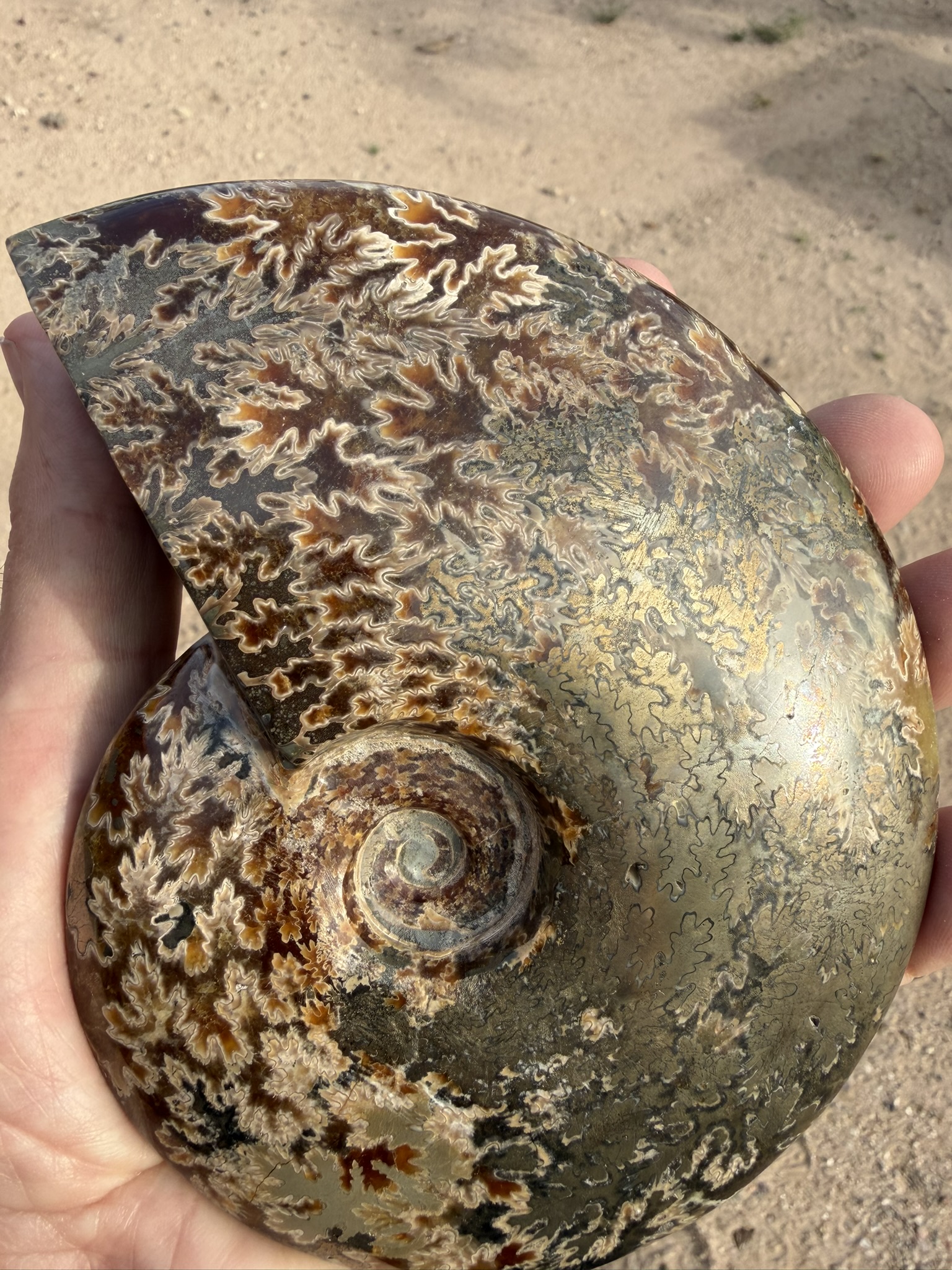 Ammonite