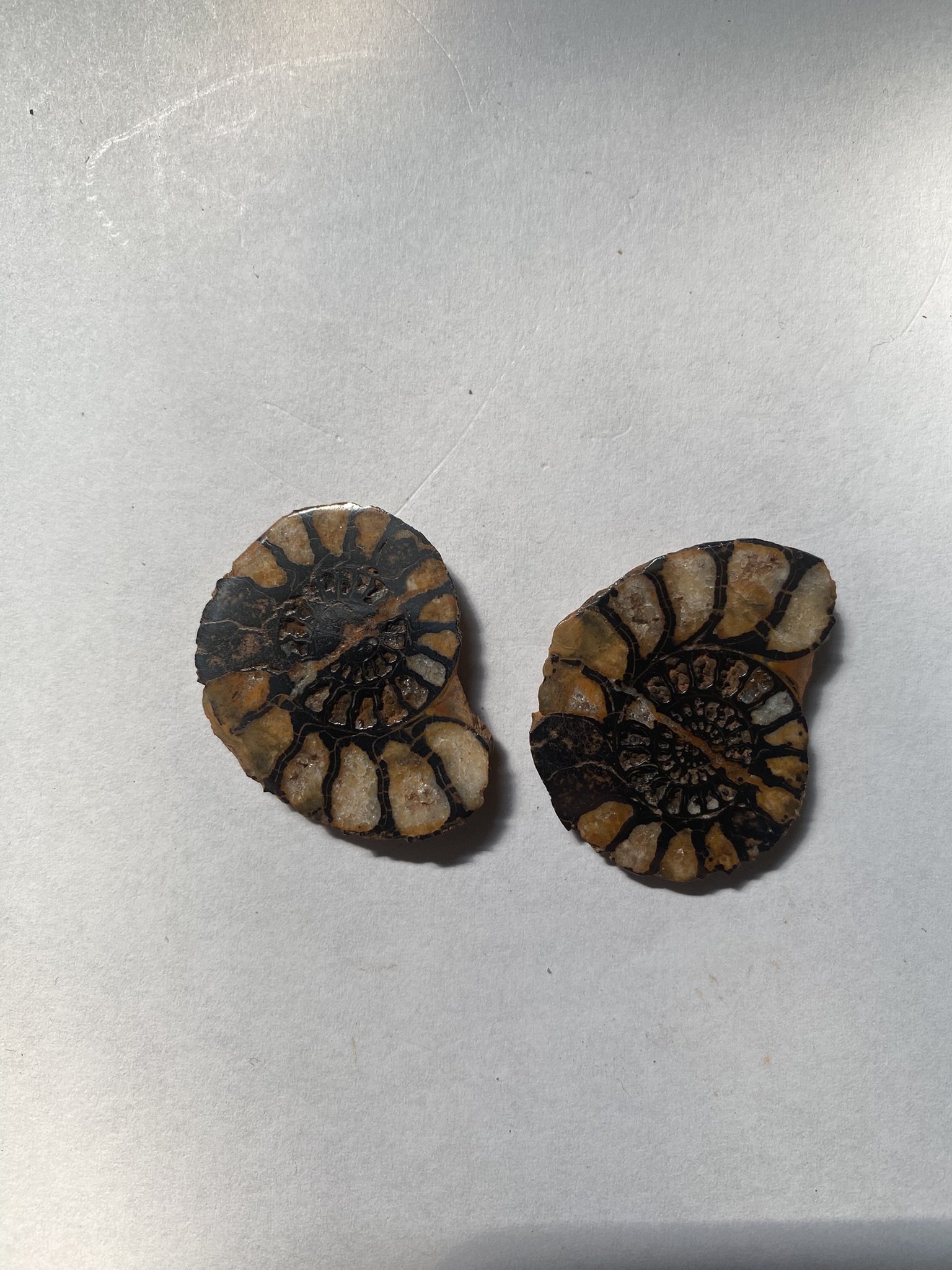 Ammonite Pair