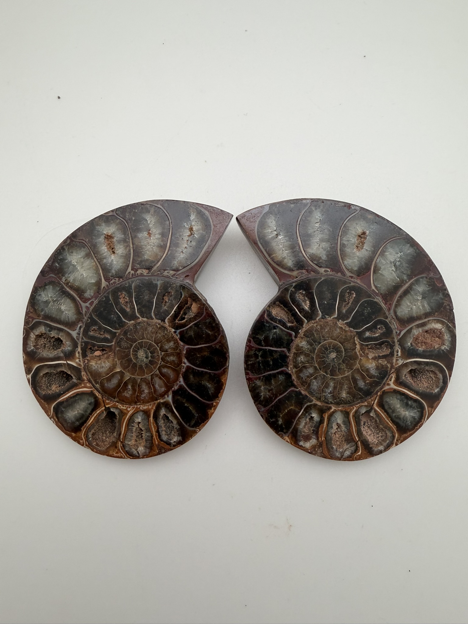 Ammonite Pair