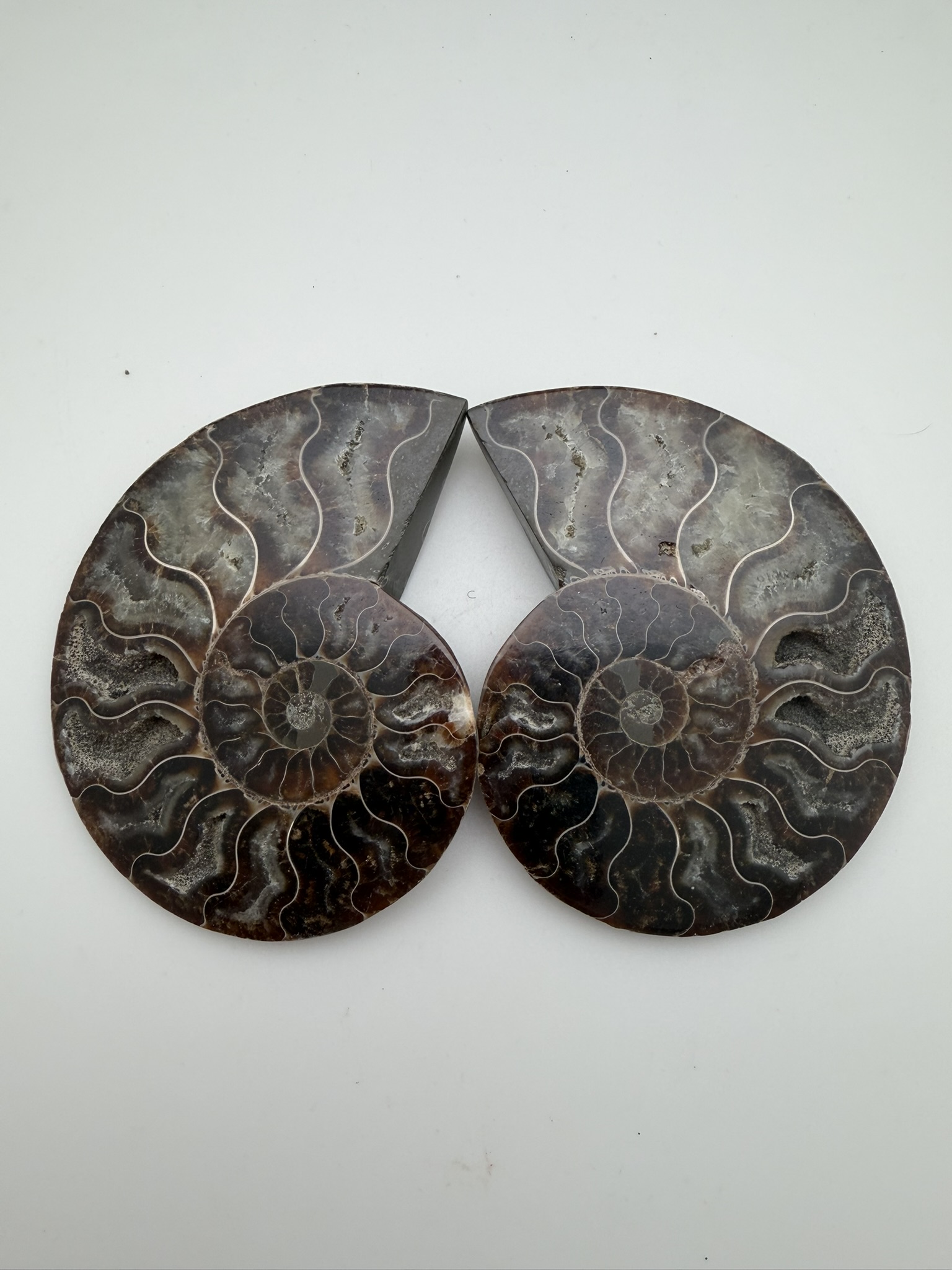 Ammonite Pair
