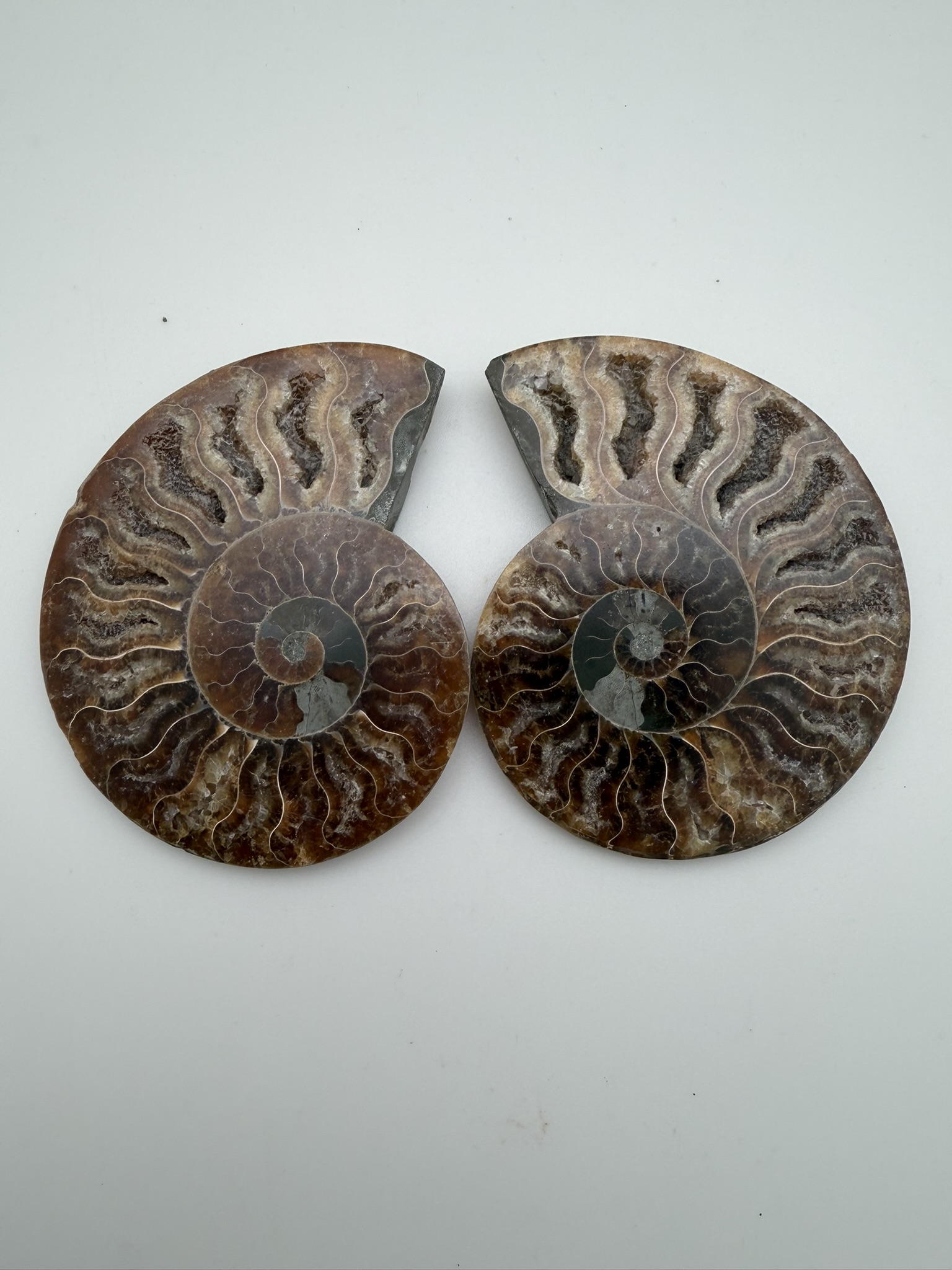 Ammonite Pair