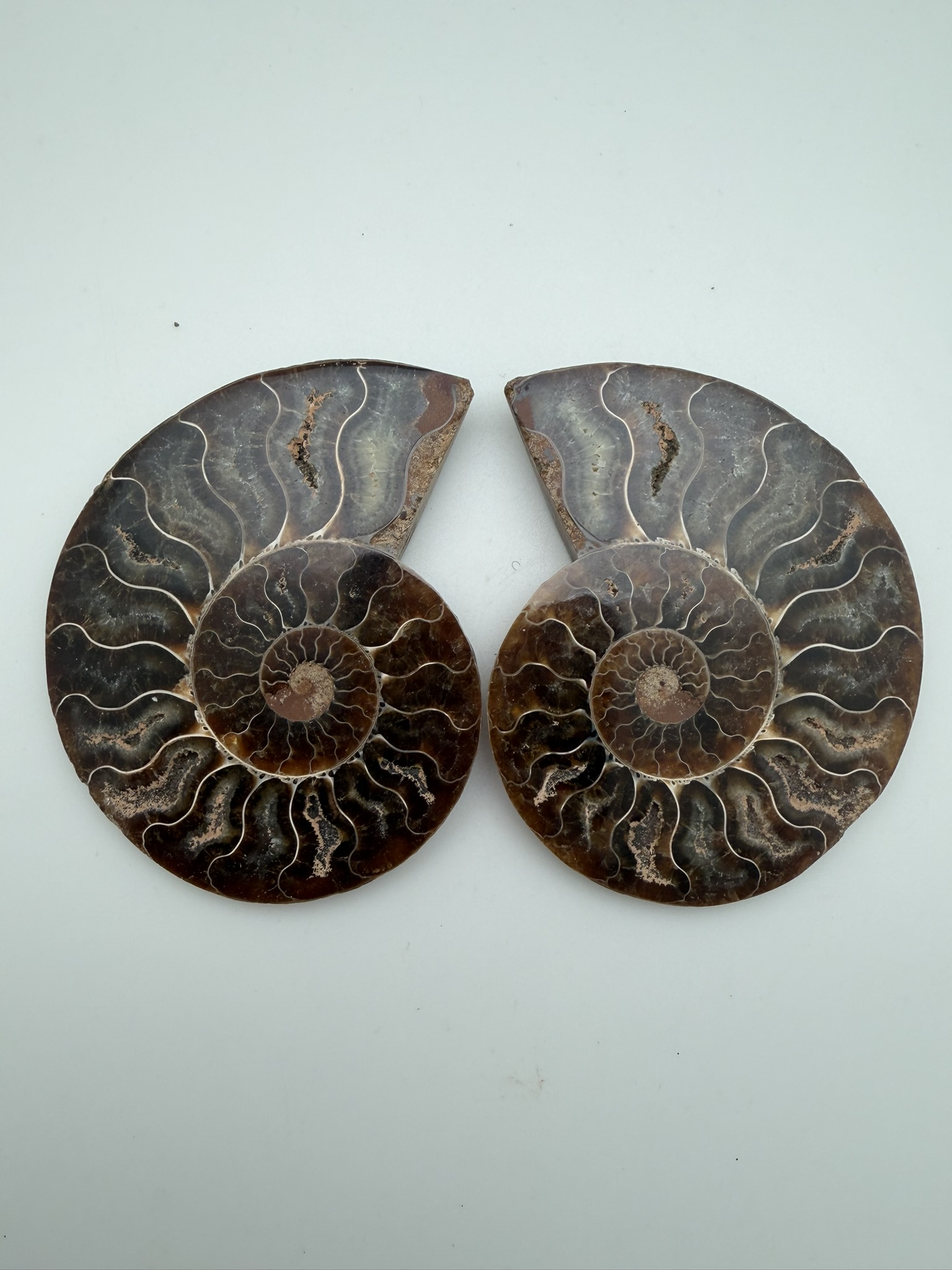 Ammonite Pair