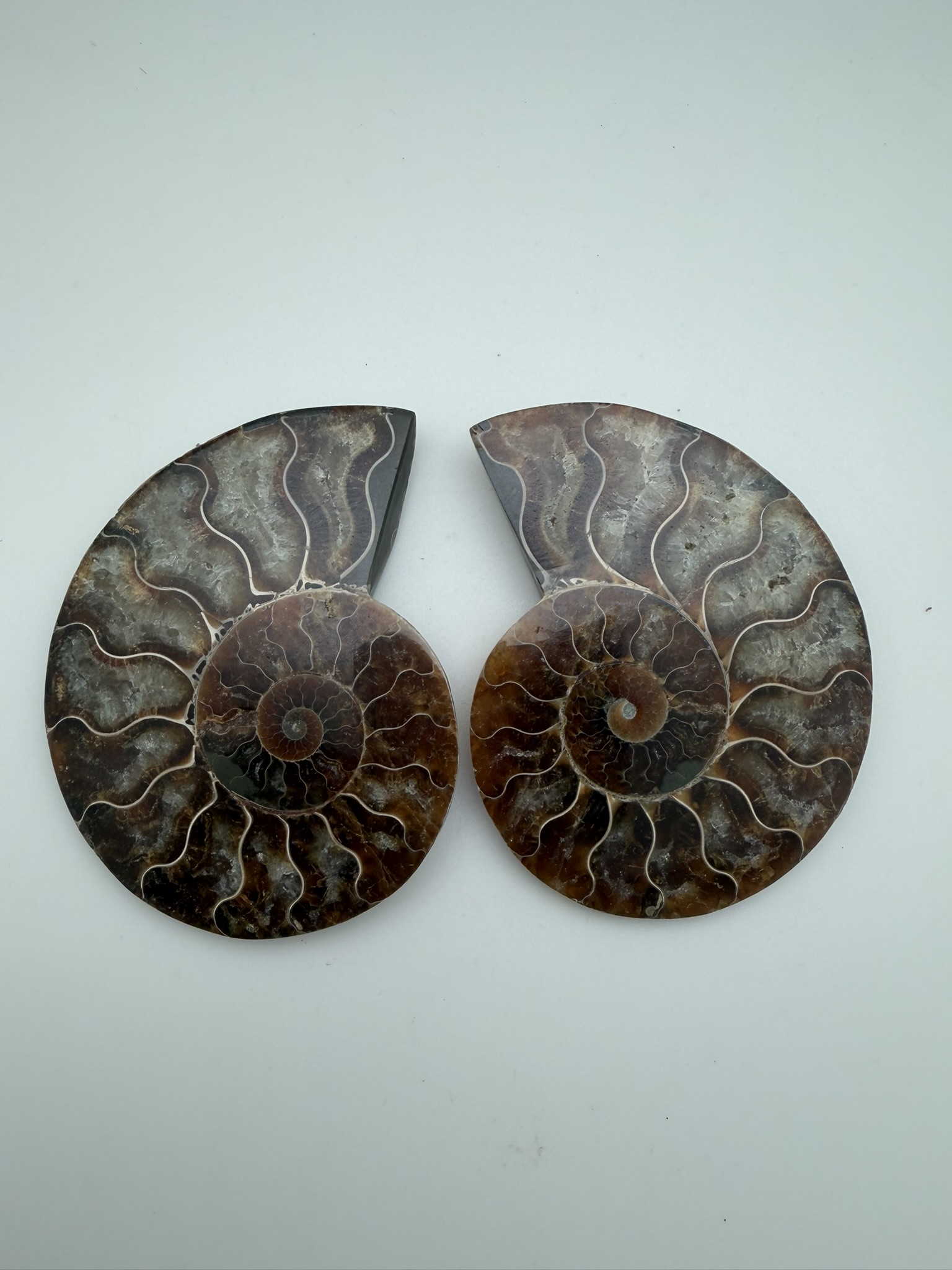 Ammonite Pair