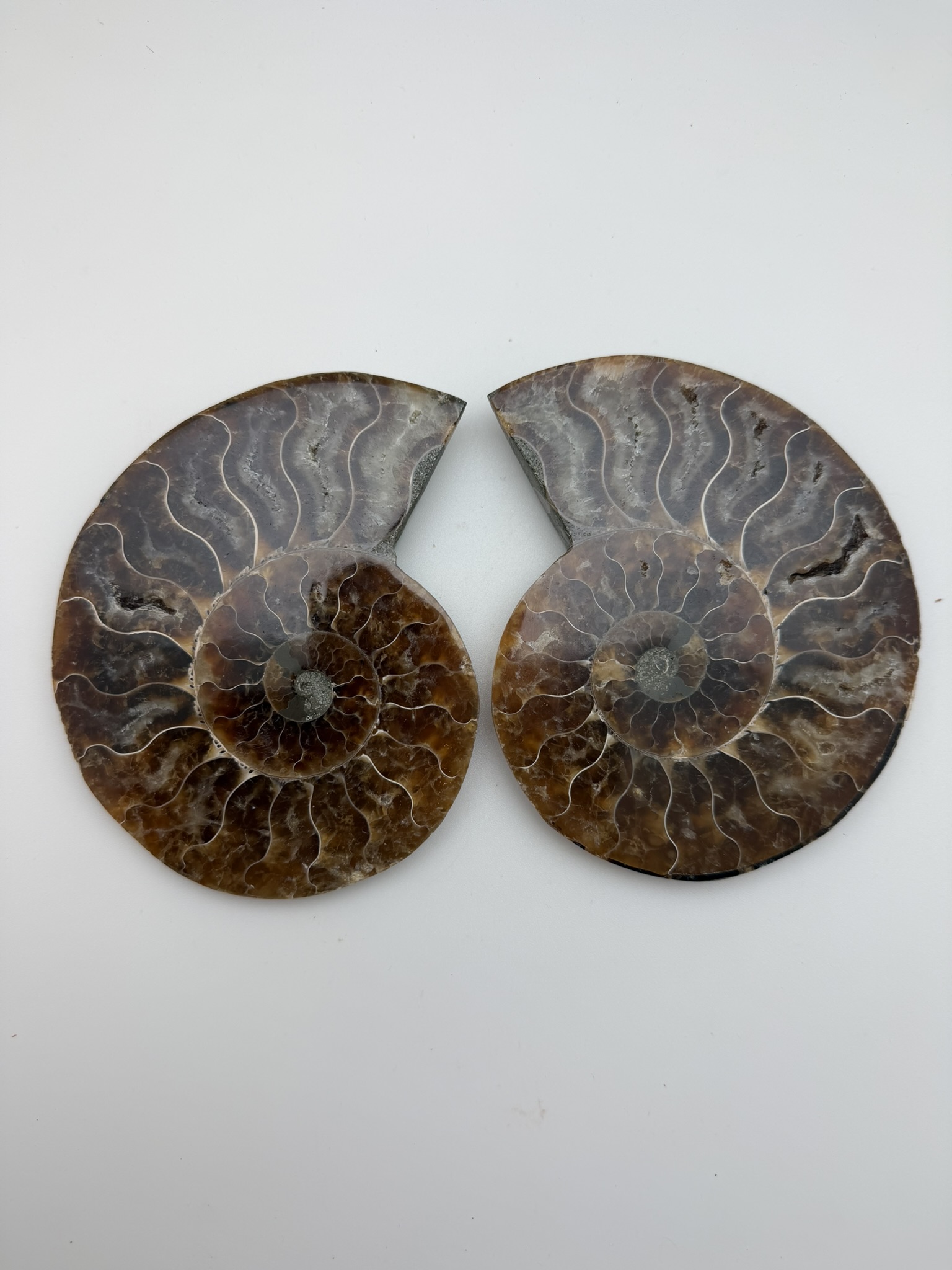 Ammonite Pair