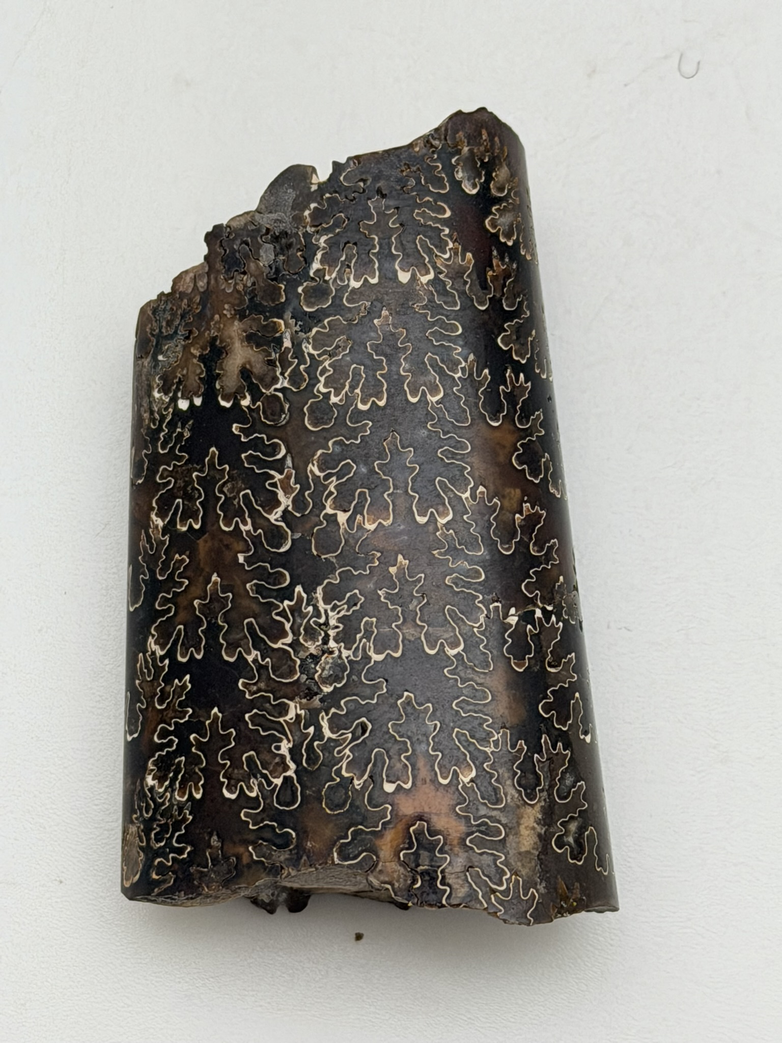 Baculities compressus