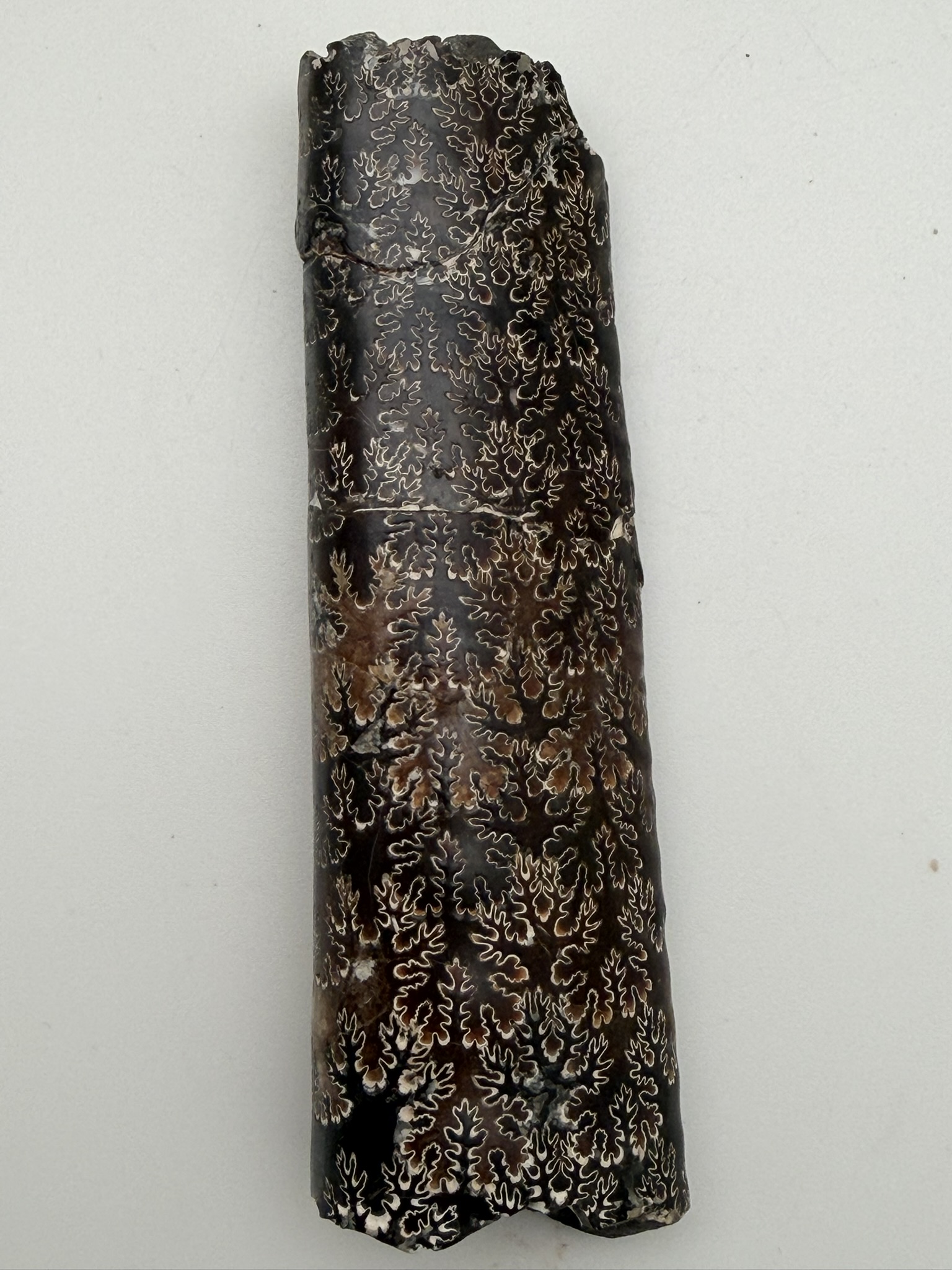 Baculities compressus