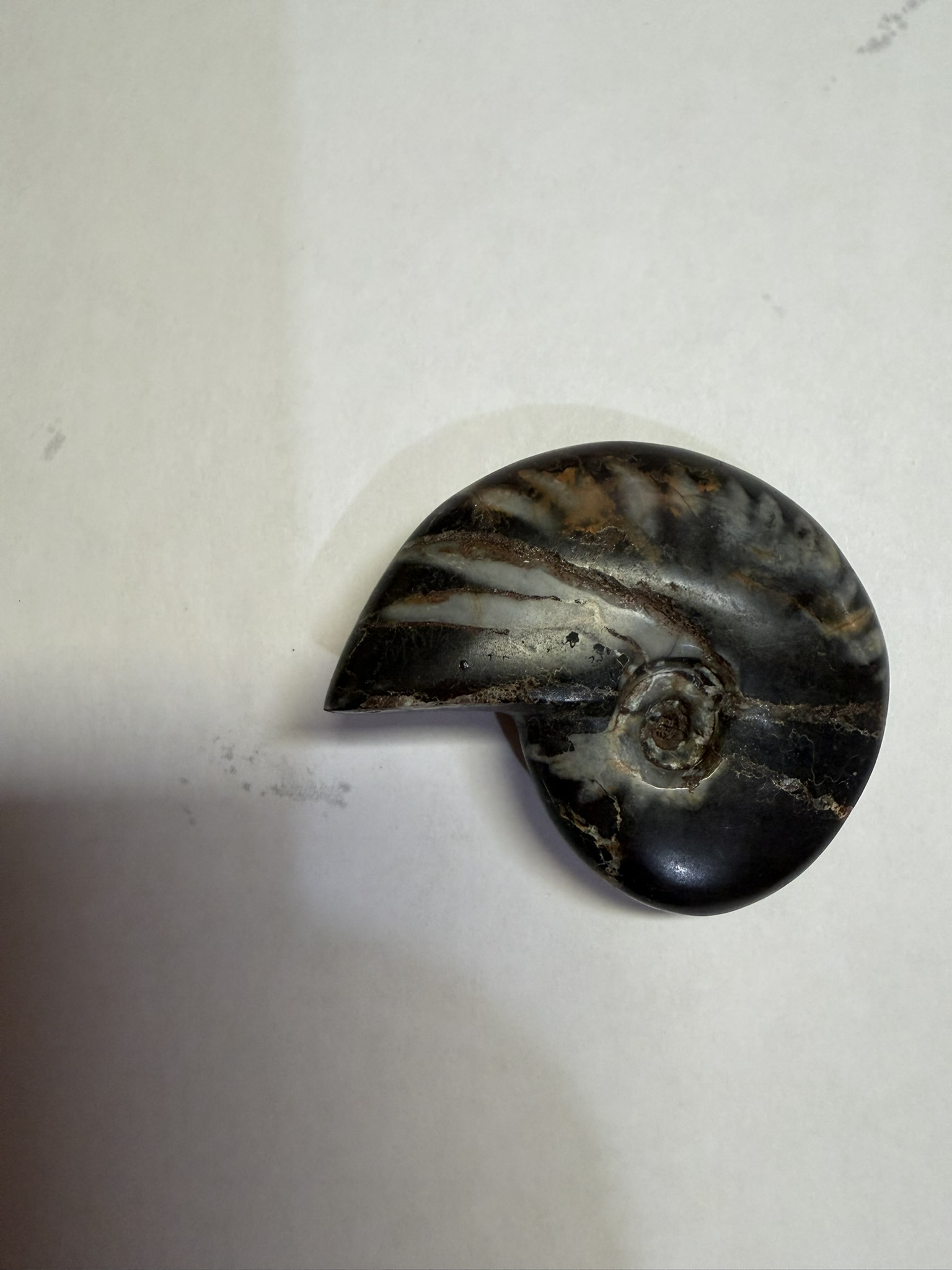 Cleoniceras besairiei