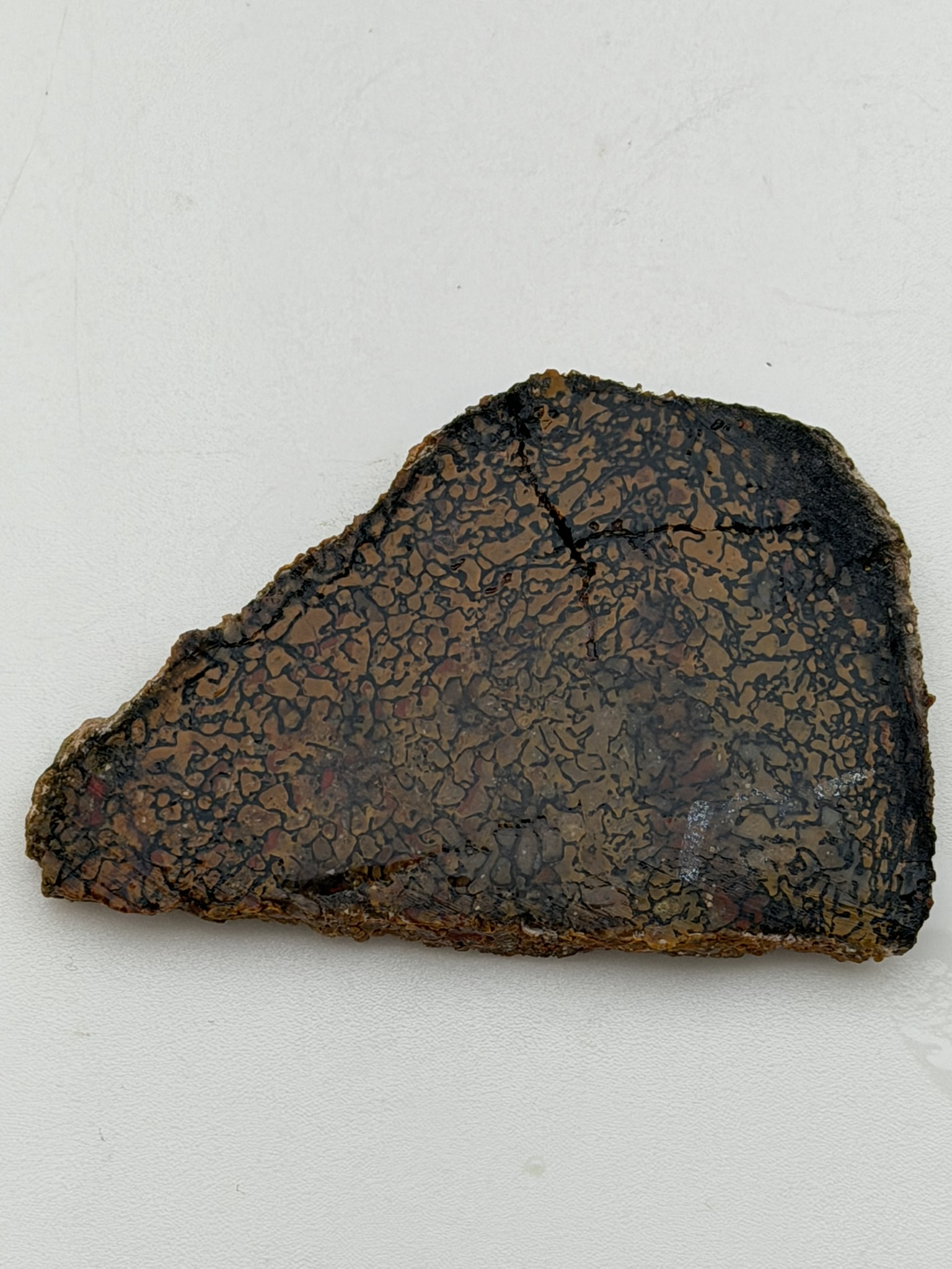 Dinosaur Bone slab
