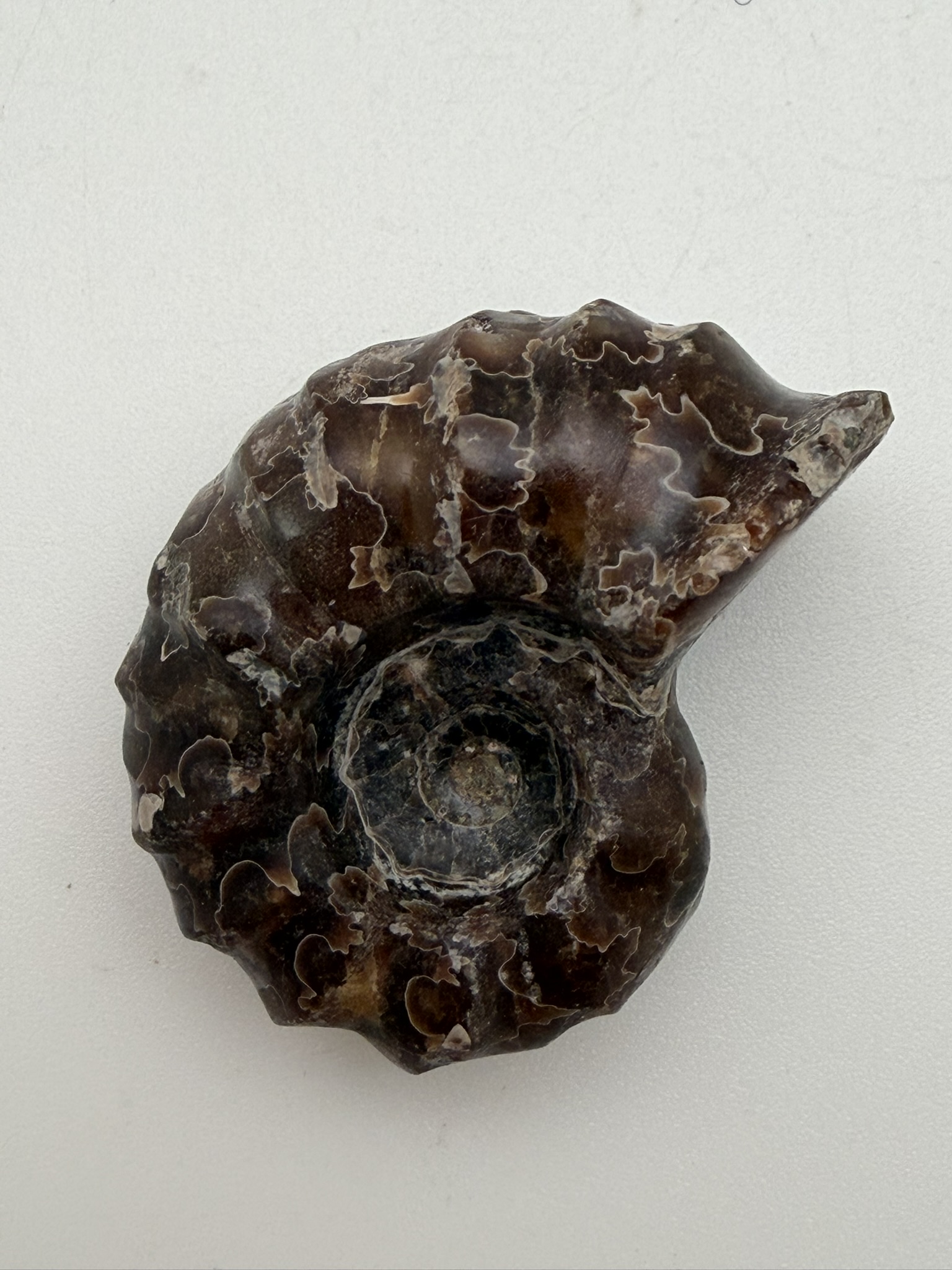 Douvilleiceras leightonsense pringlei