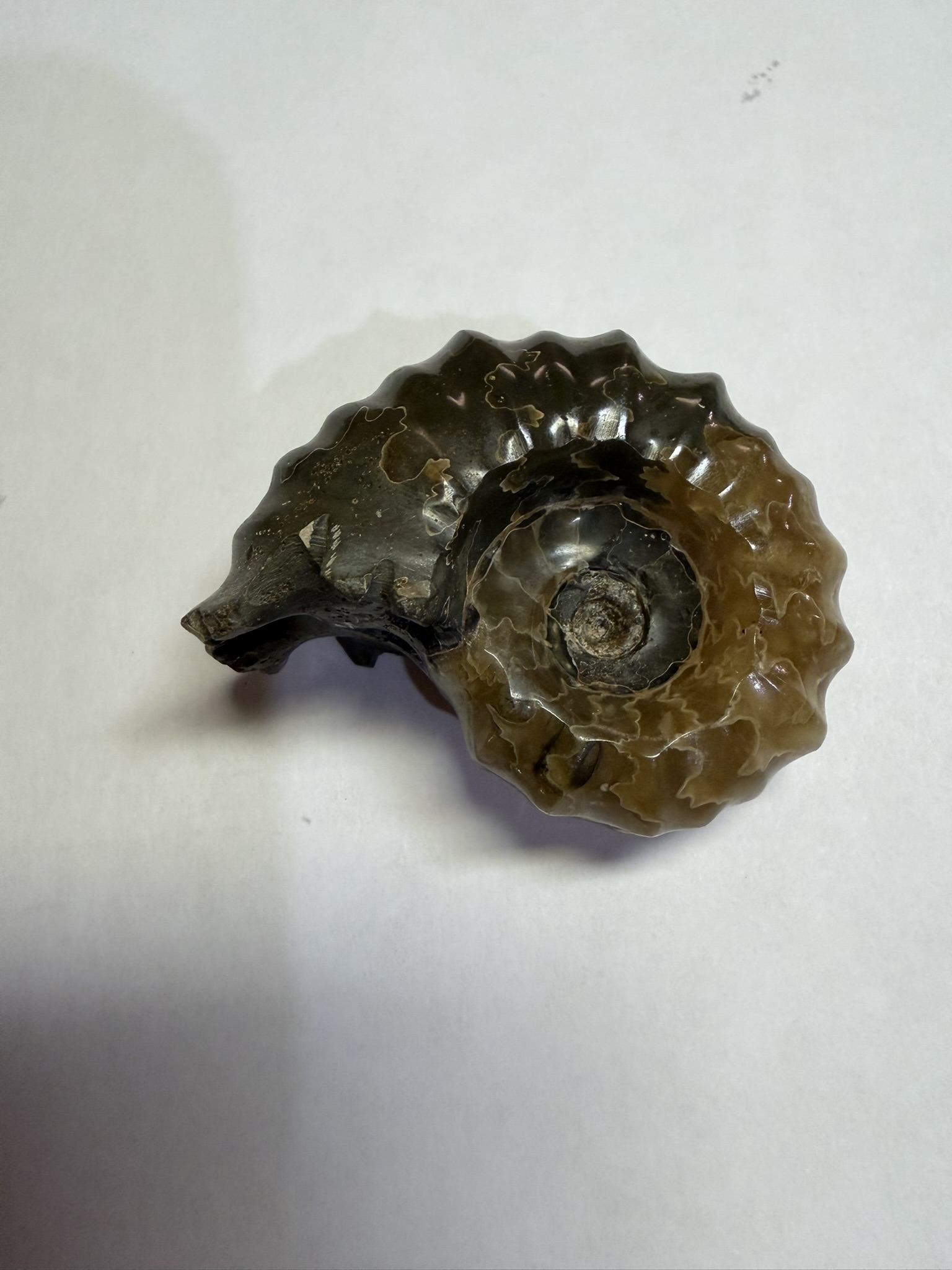 Douvilleiceras mammilatum