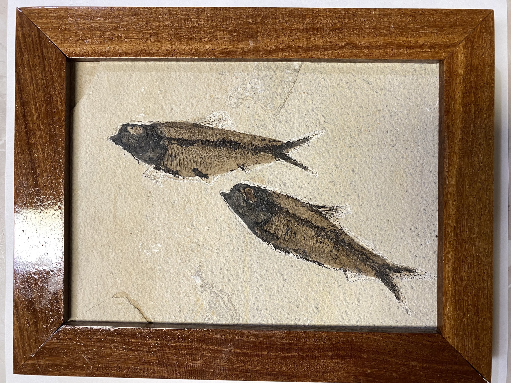 Framed double Knightia fossil