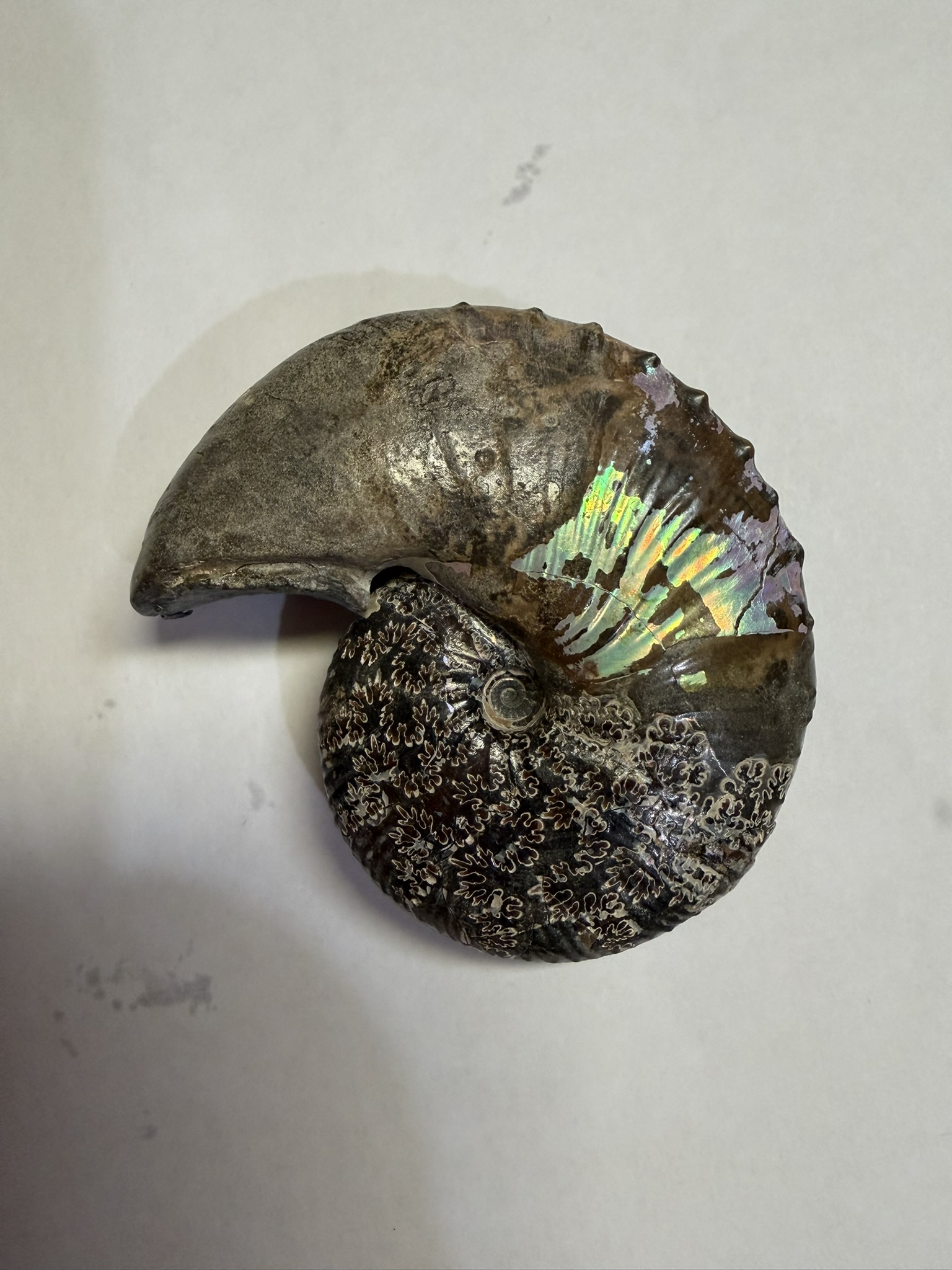 Hoploscaphites nicolletii