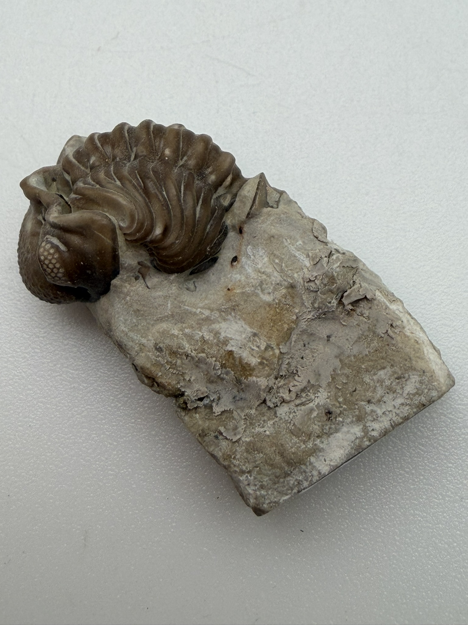 Kainops raymondi - Trilobite