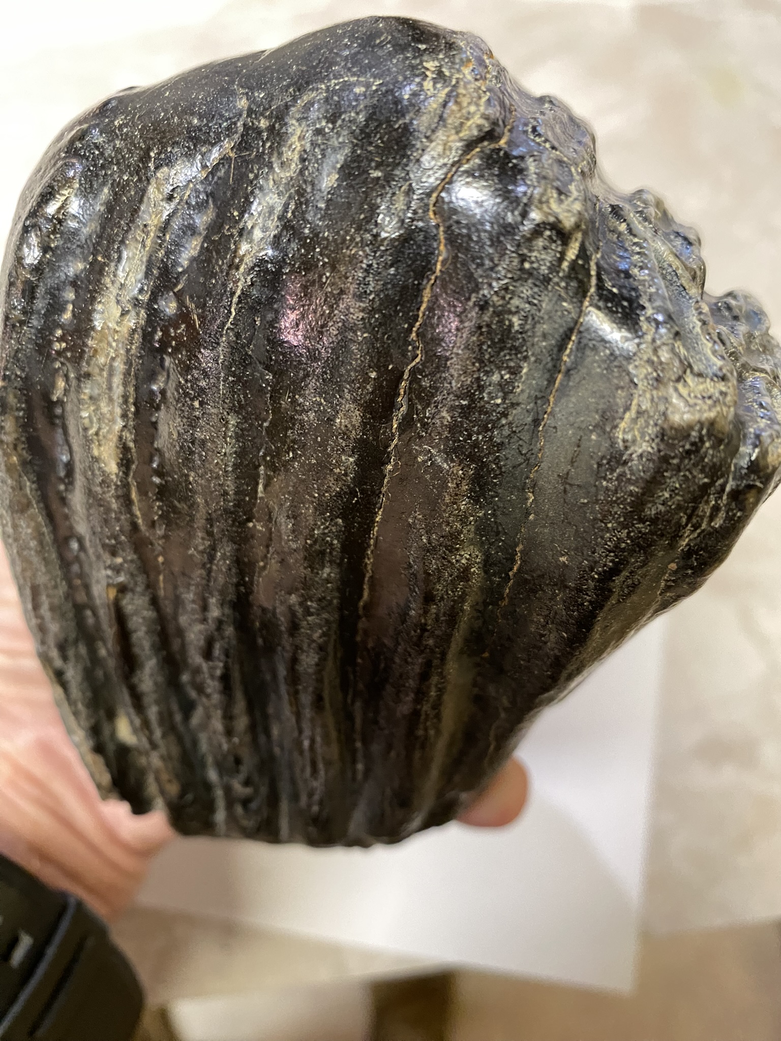 Mammoth Tooth Partial