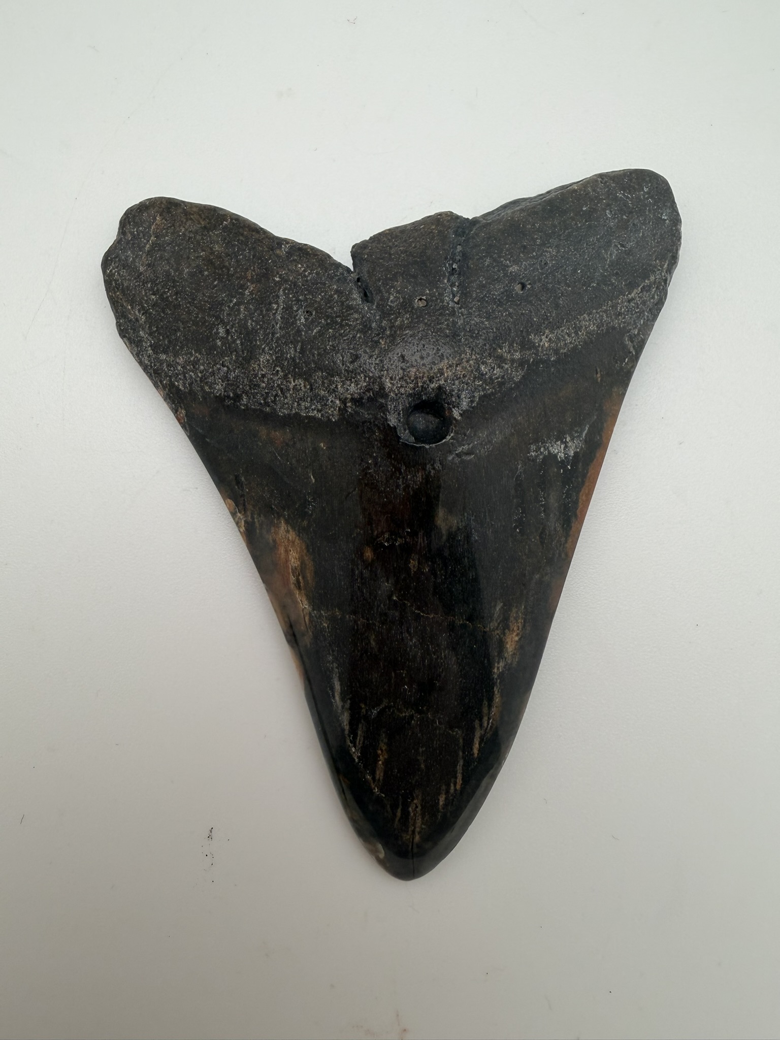 Megalodon Tooth