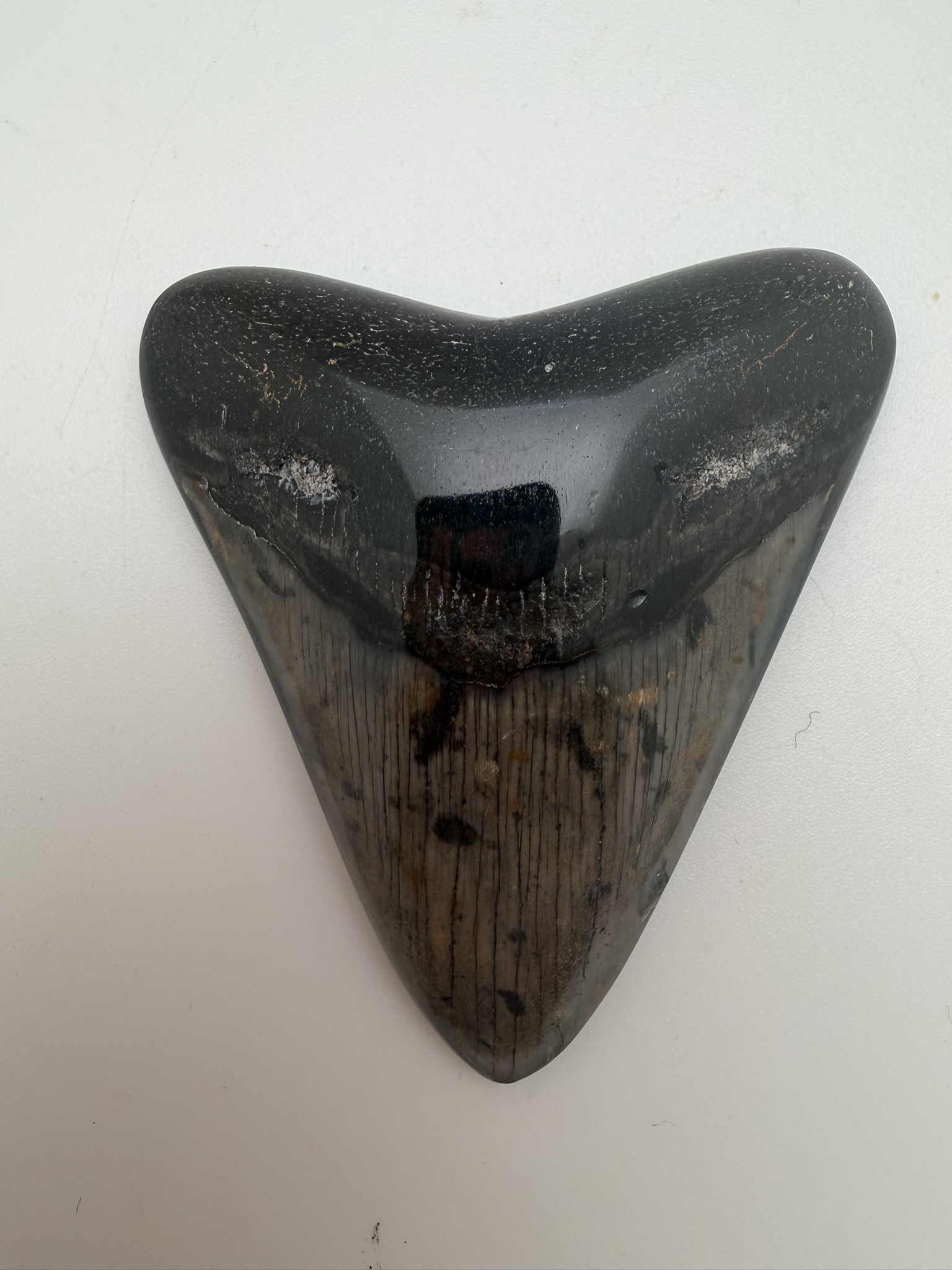Megalodon Tooth