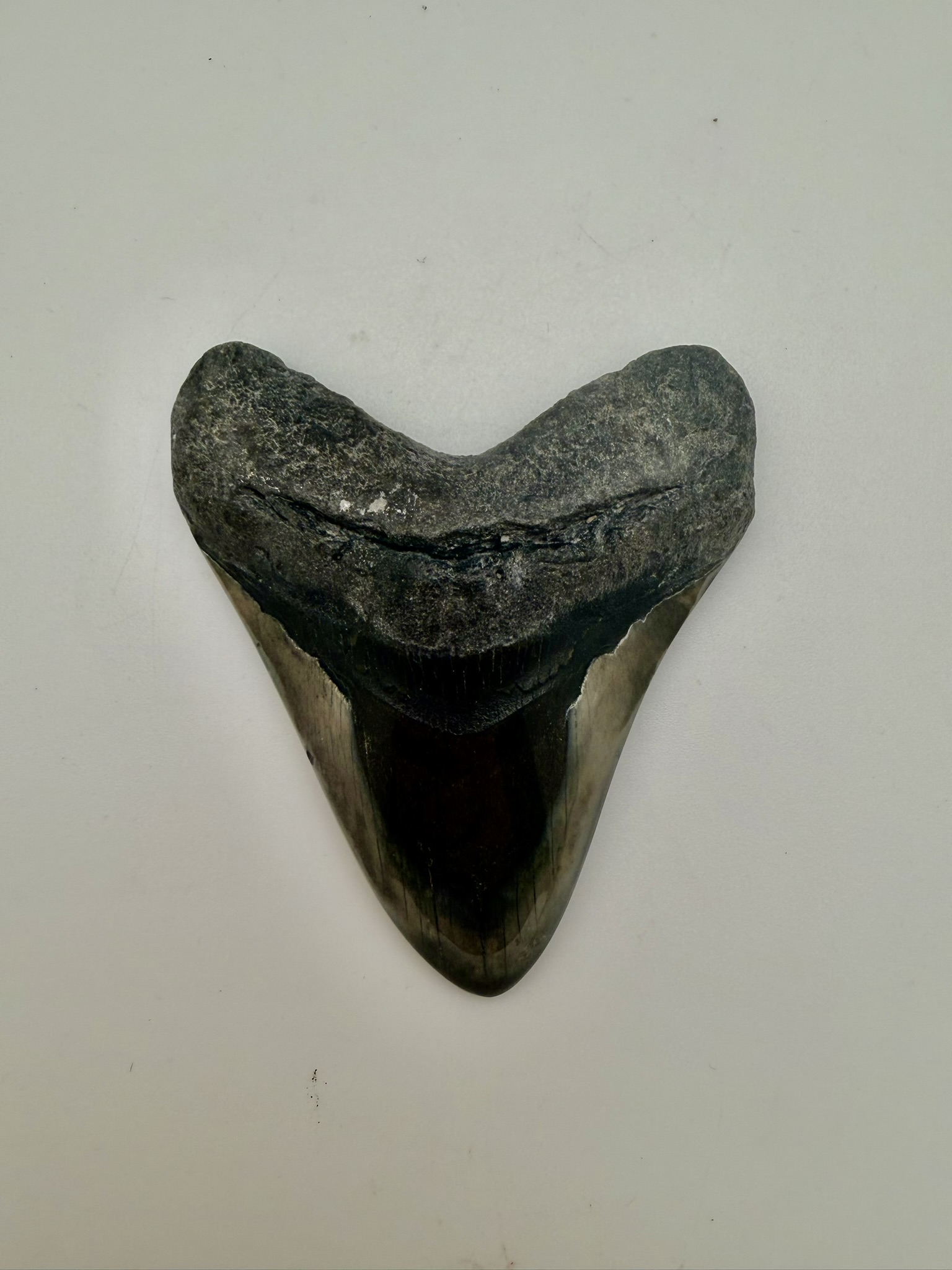 Megalodon Tooth