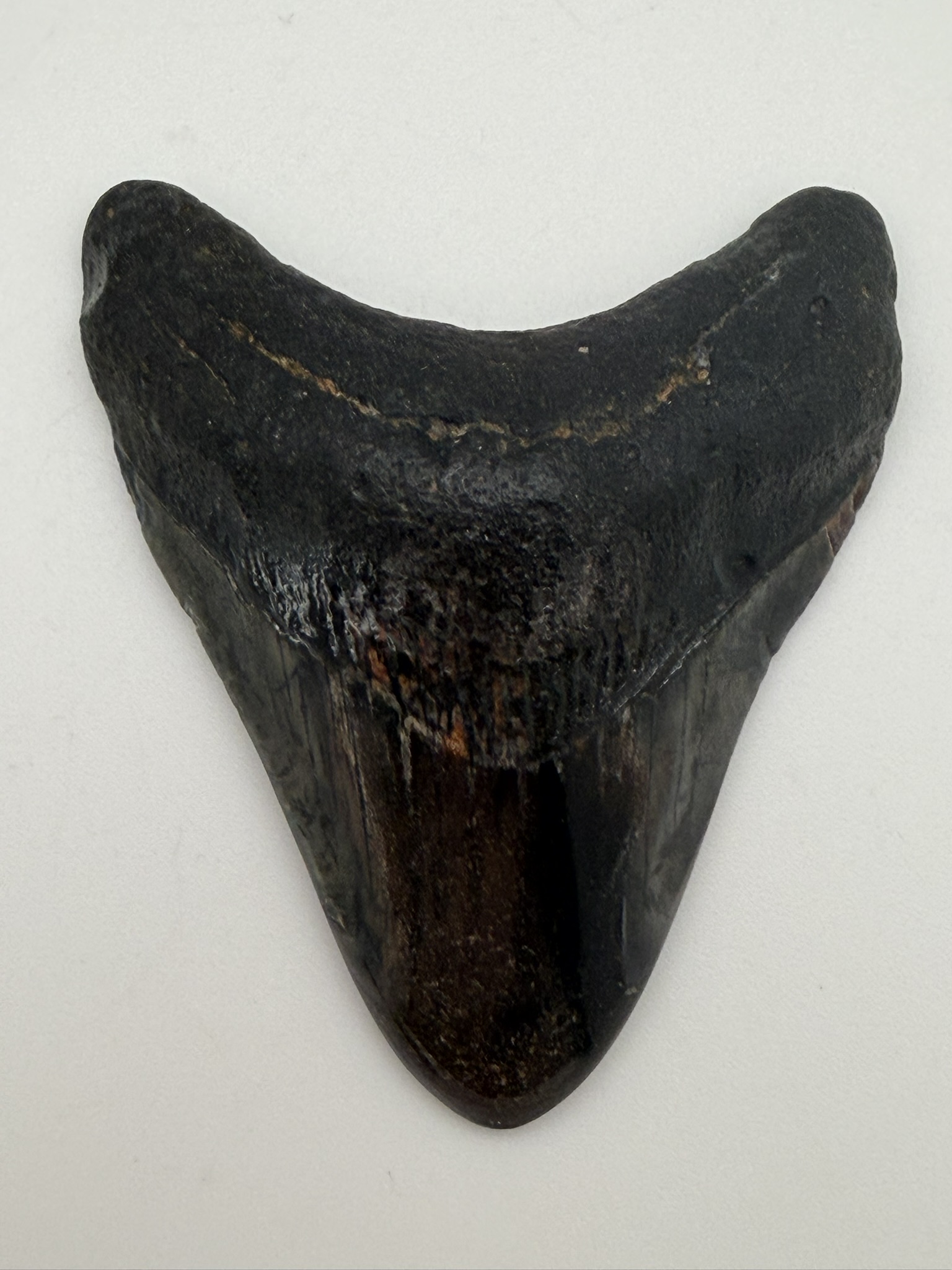 Megalodon Tooth