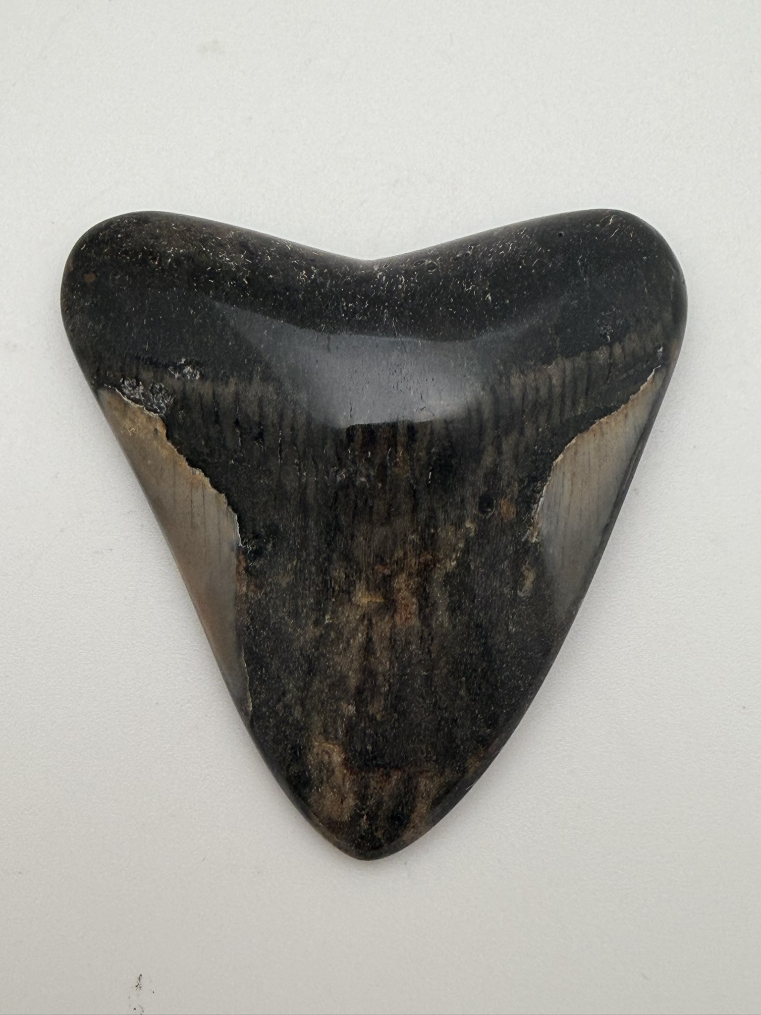Megalodon Tooth