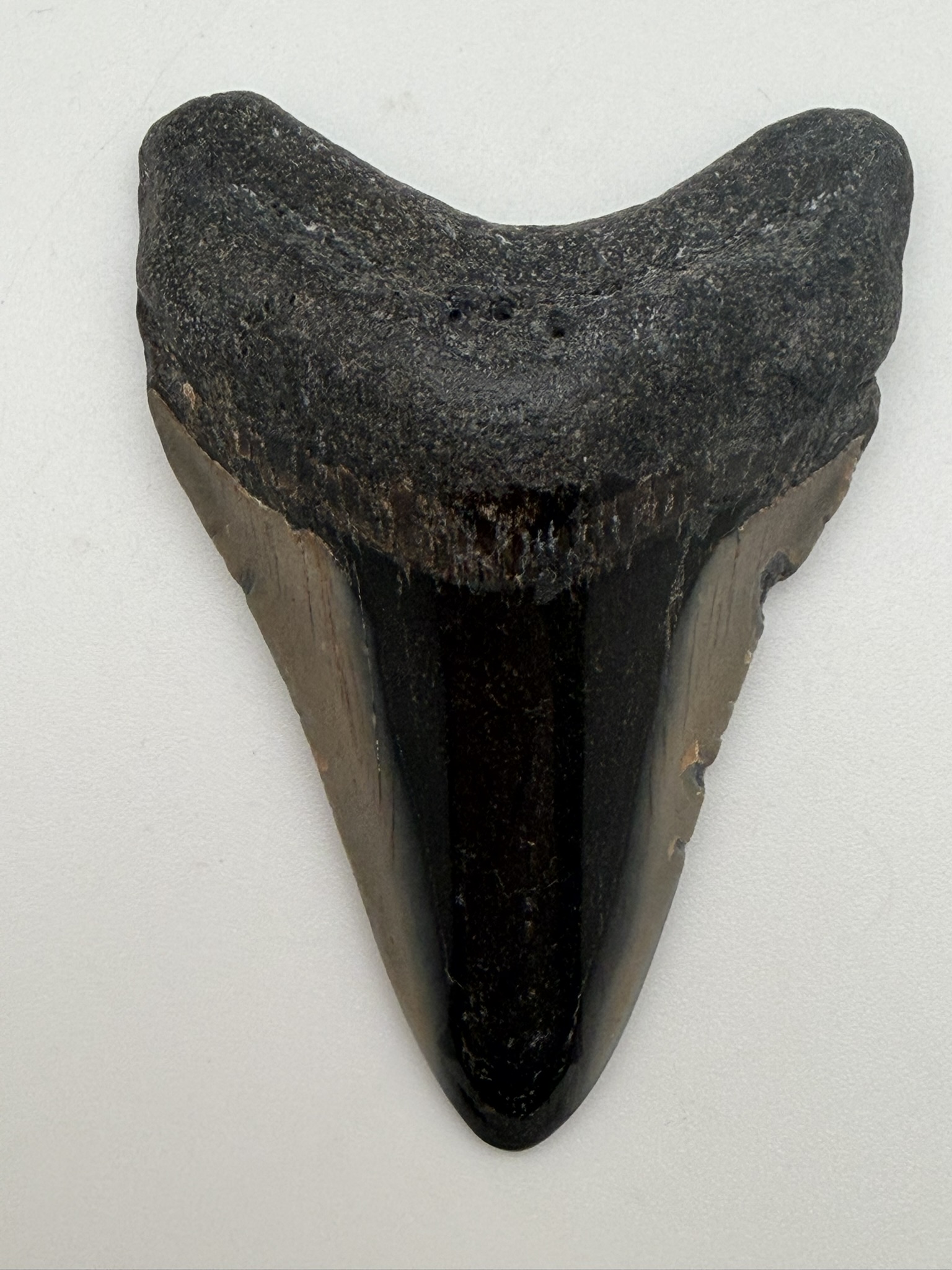 Megalodon Tooth