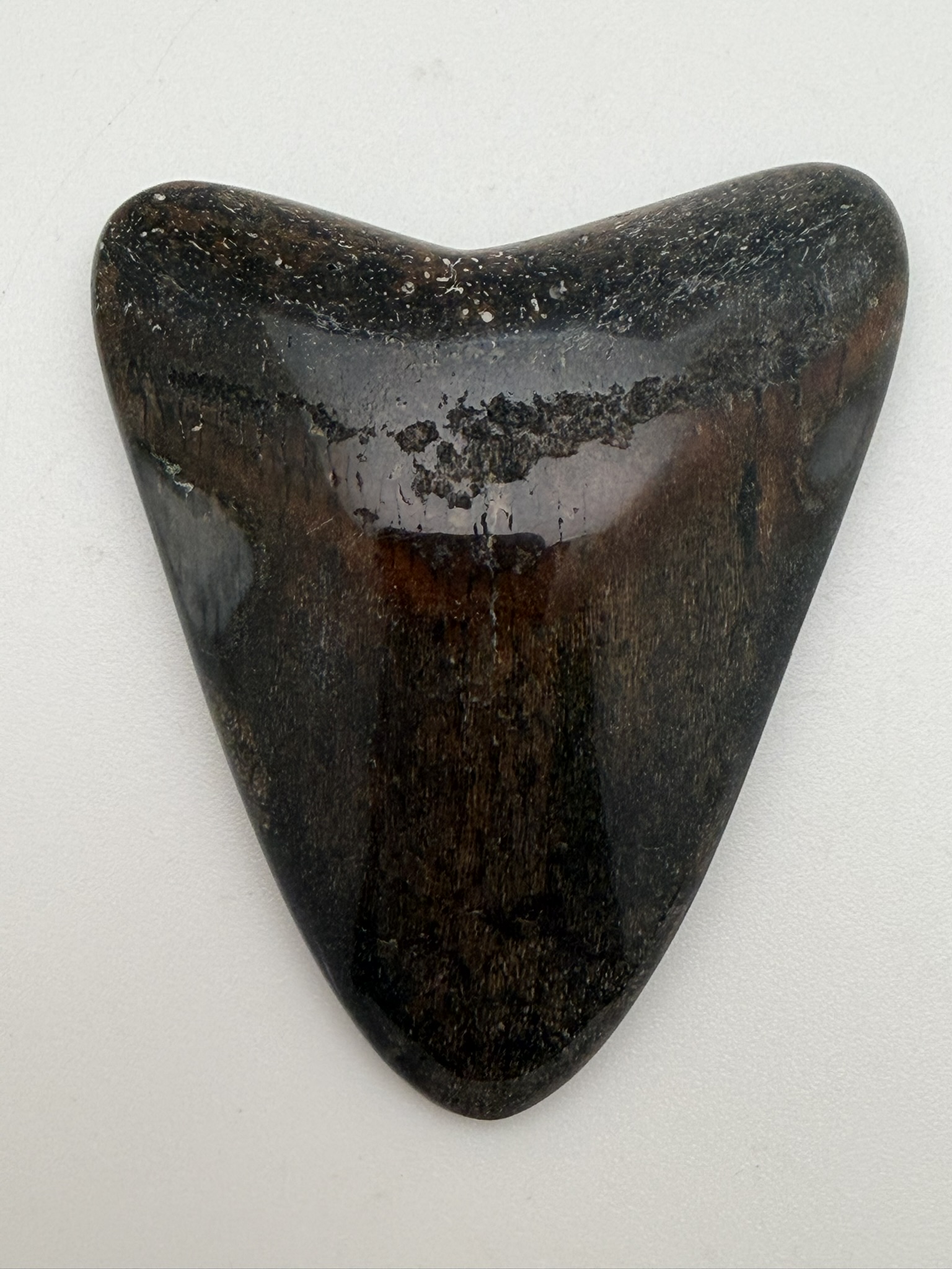 Megalodon Tooth