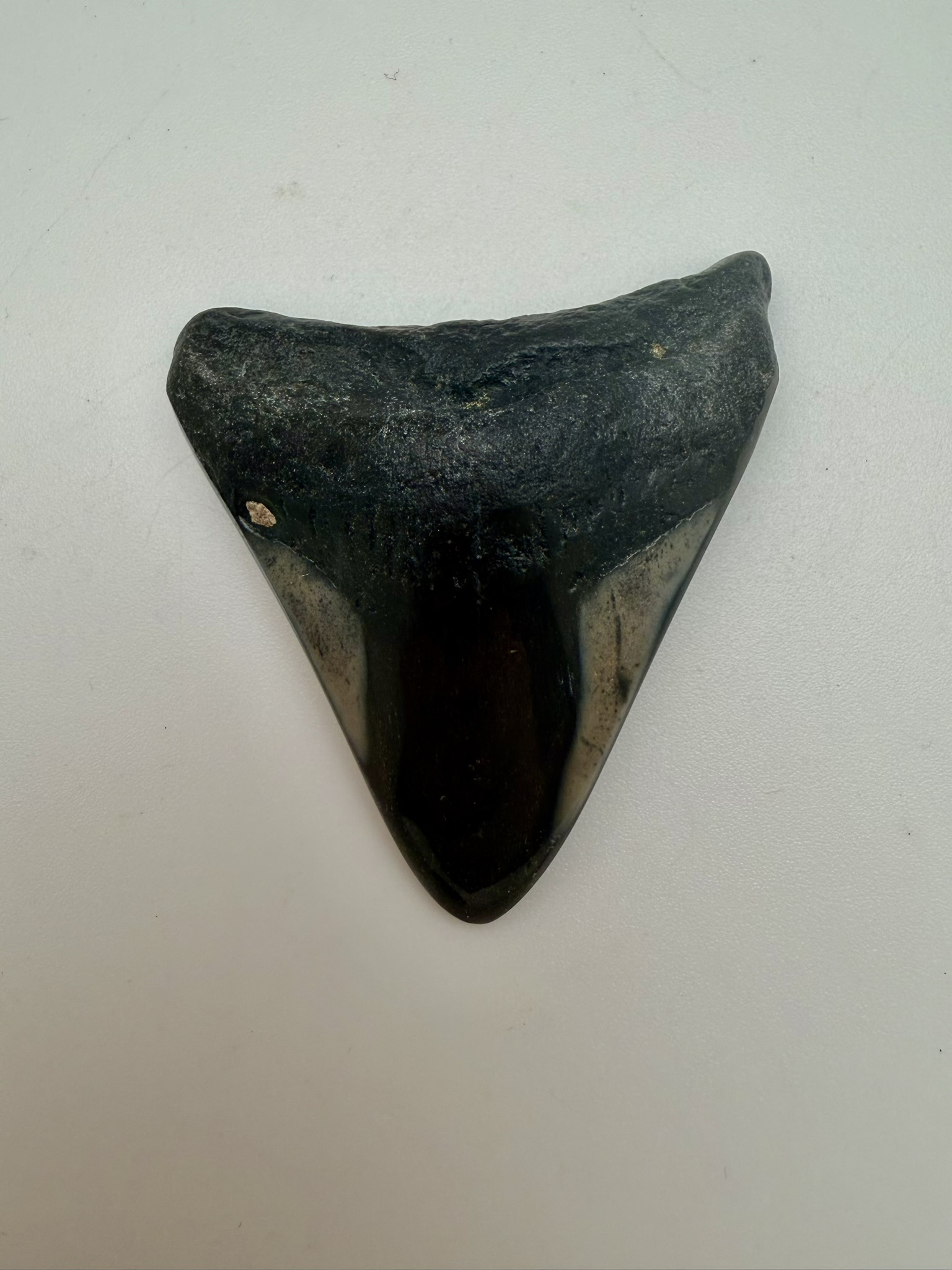 Megalodon Tooth
