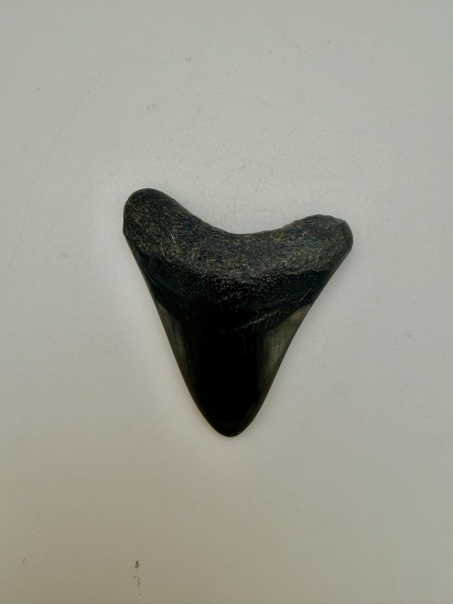 Megalodon Tooth