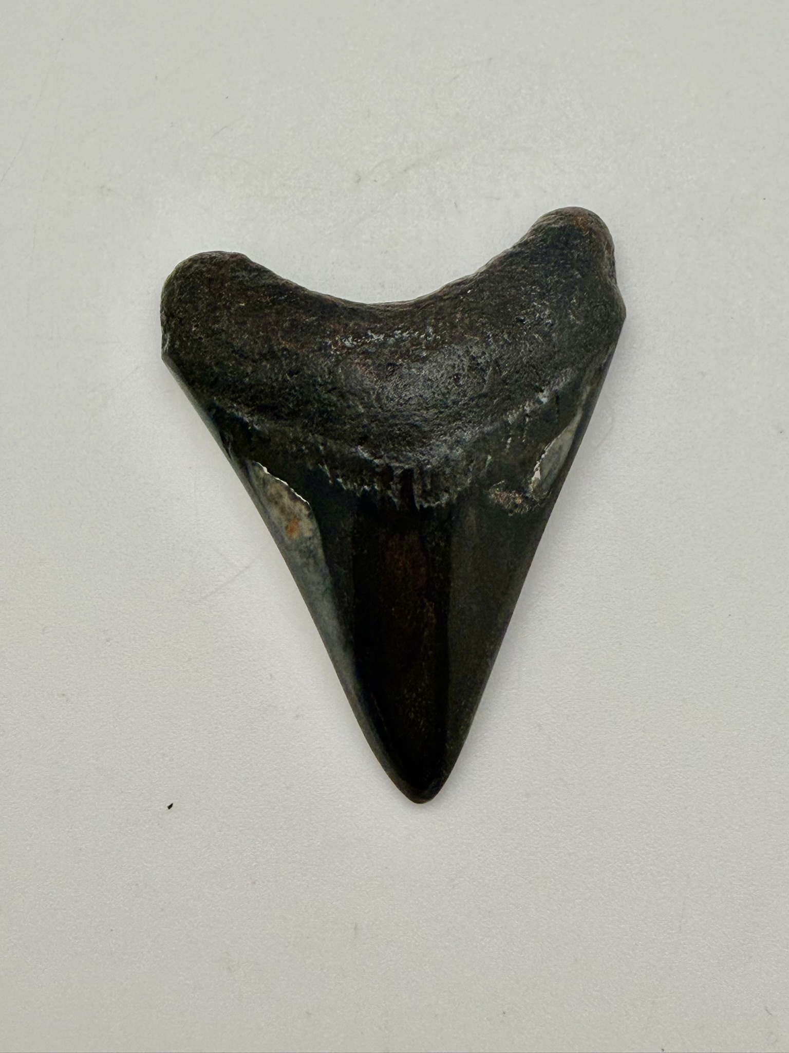 Megalodon Tooth