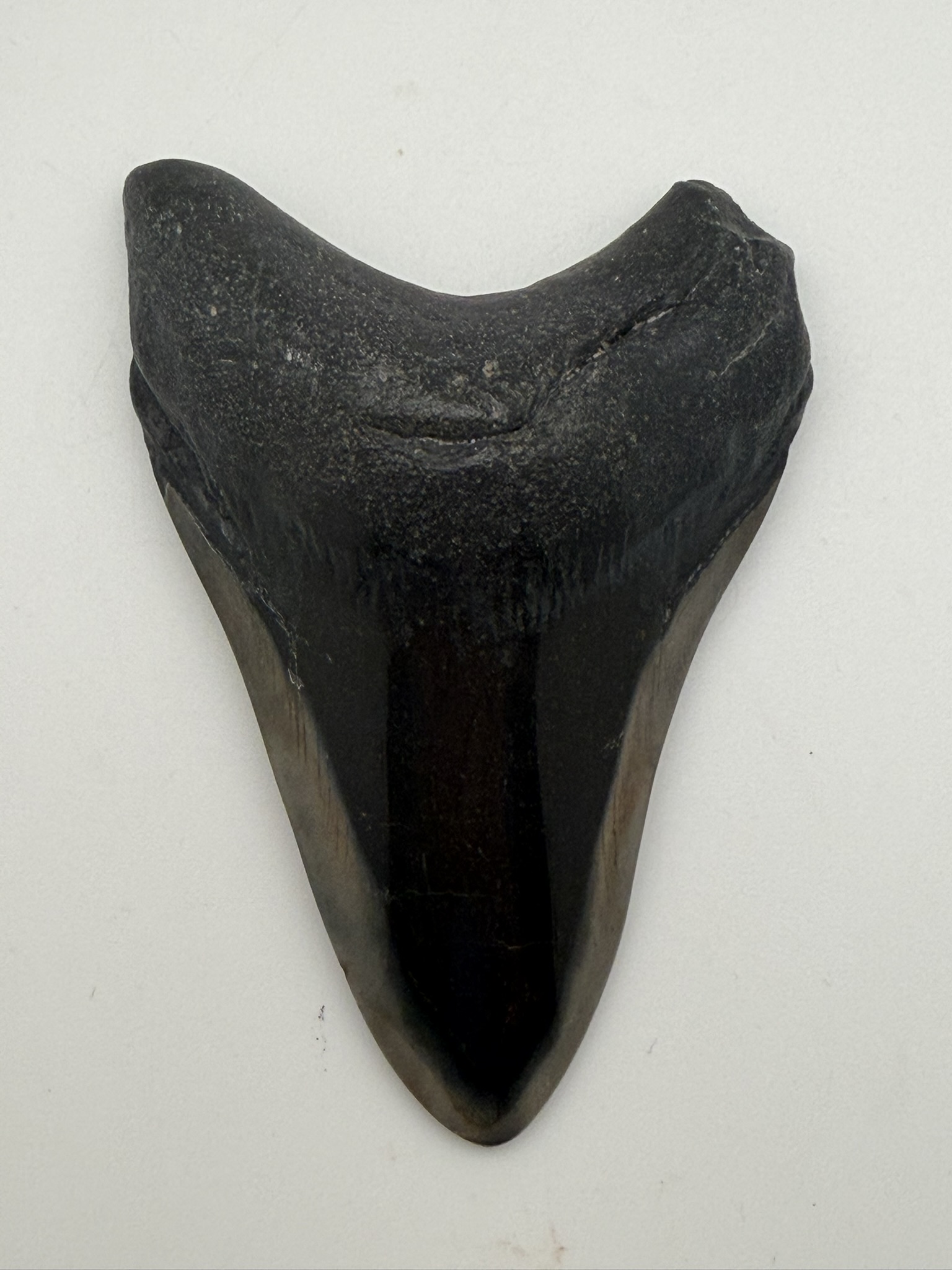 Megalodon Tooth
