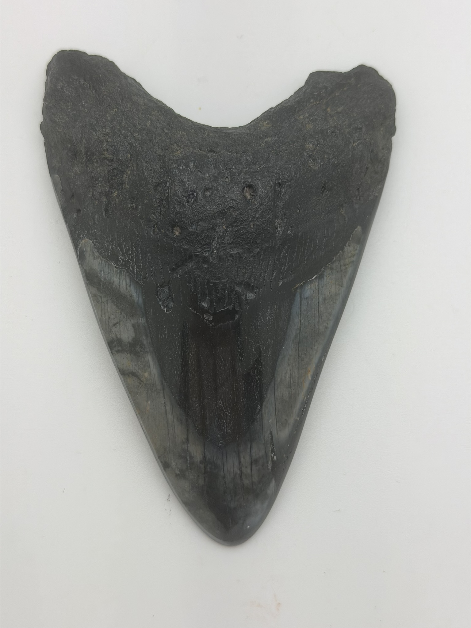 Megalodon Tooth