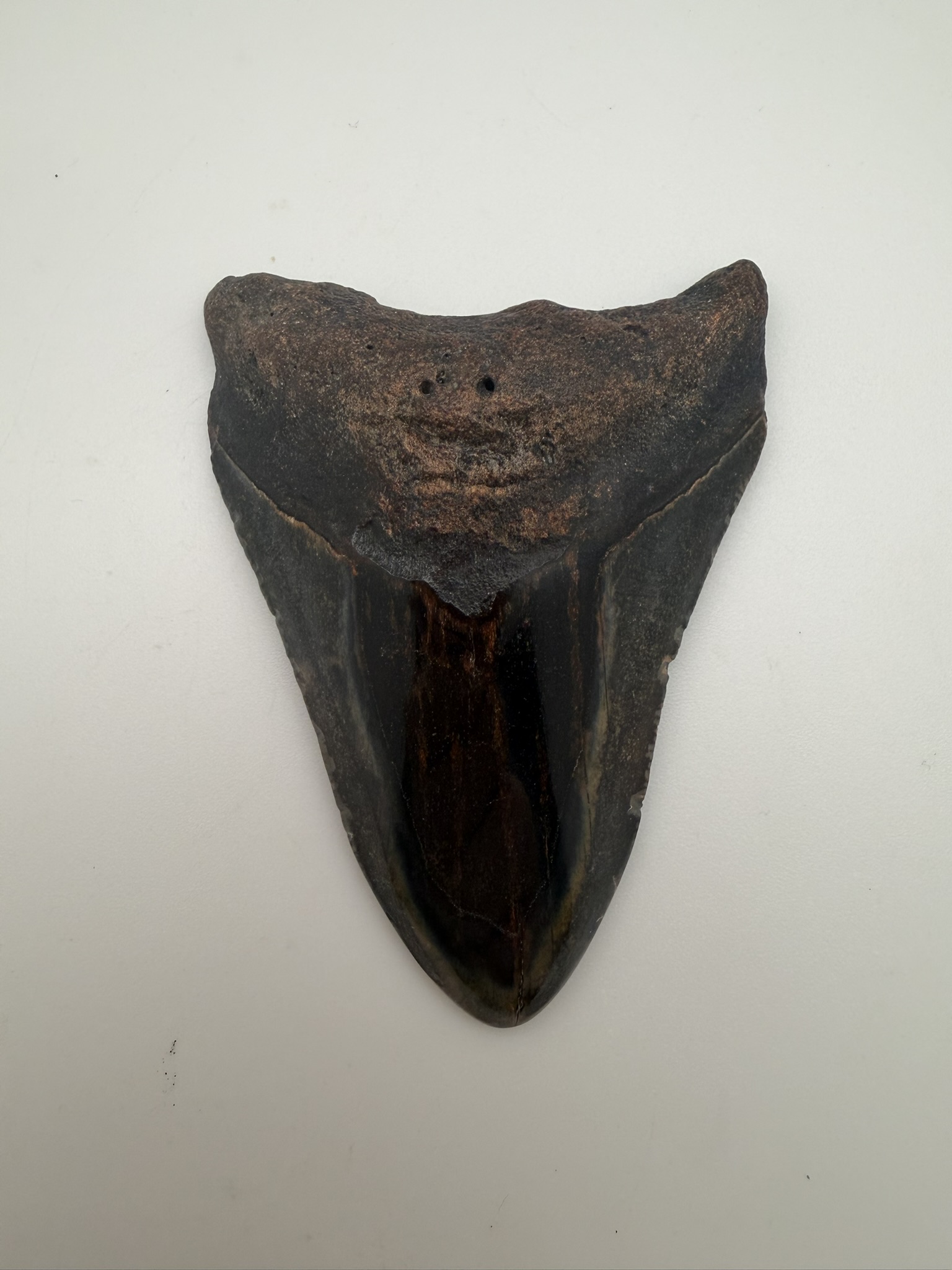 Megalodon Tooth