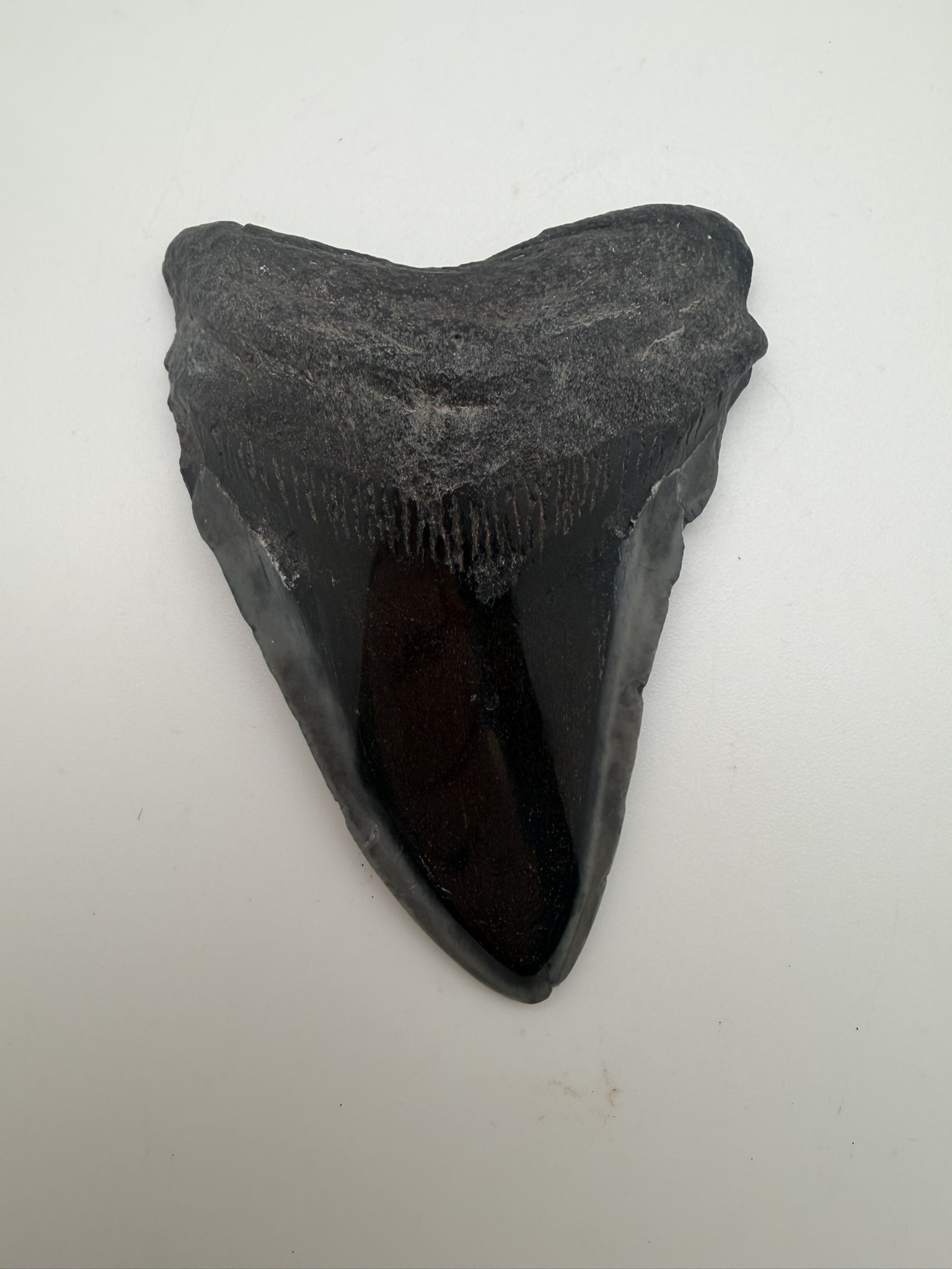 Megalodon Tooth