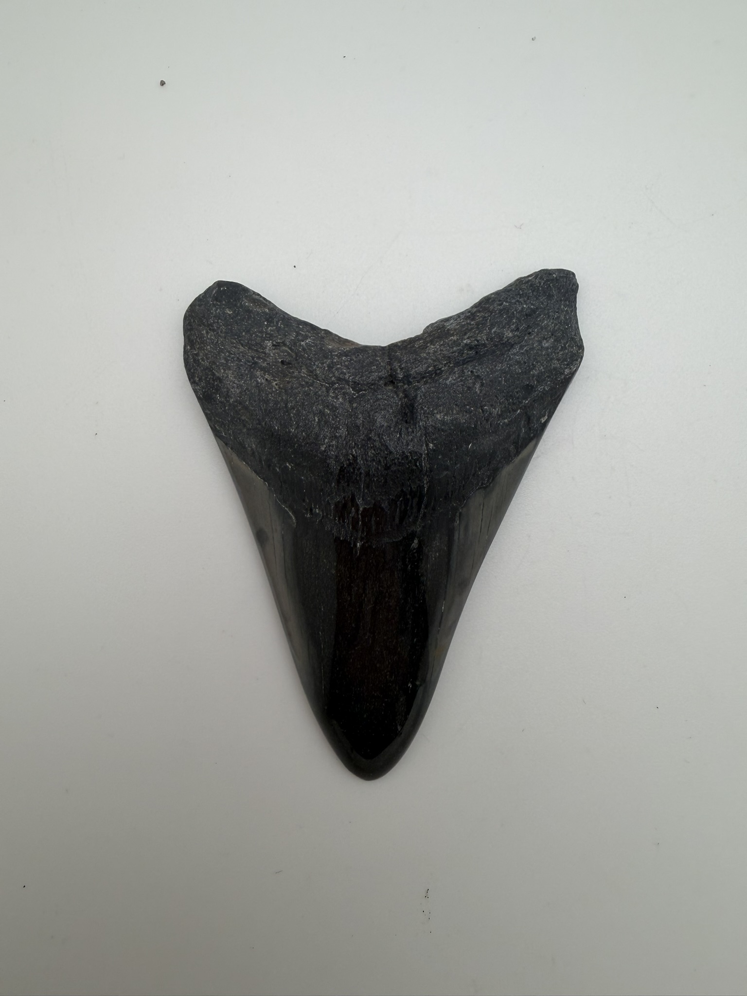 Megalodon Tooth