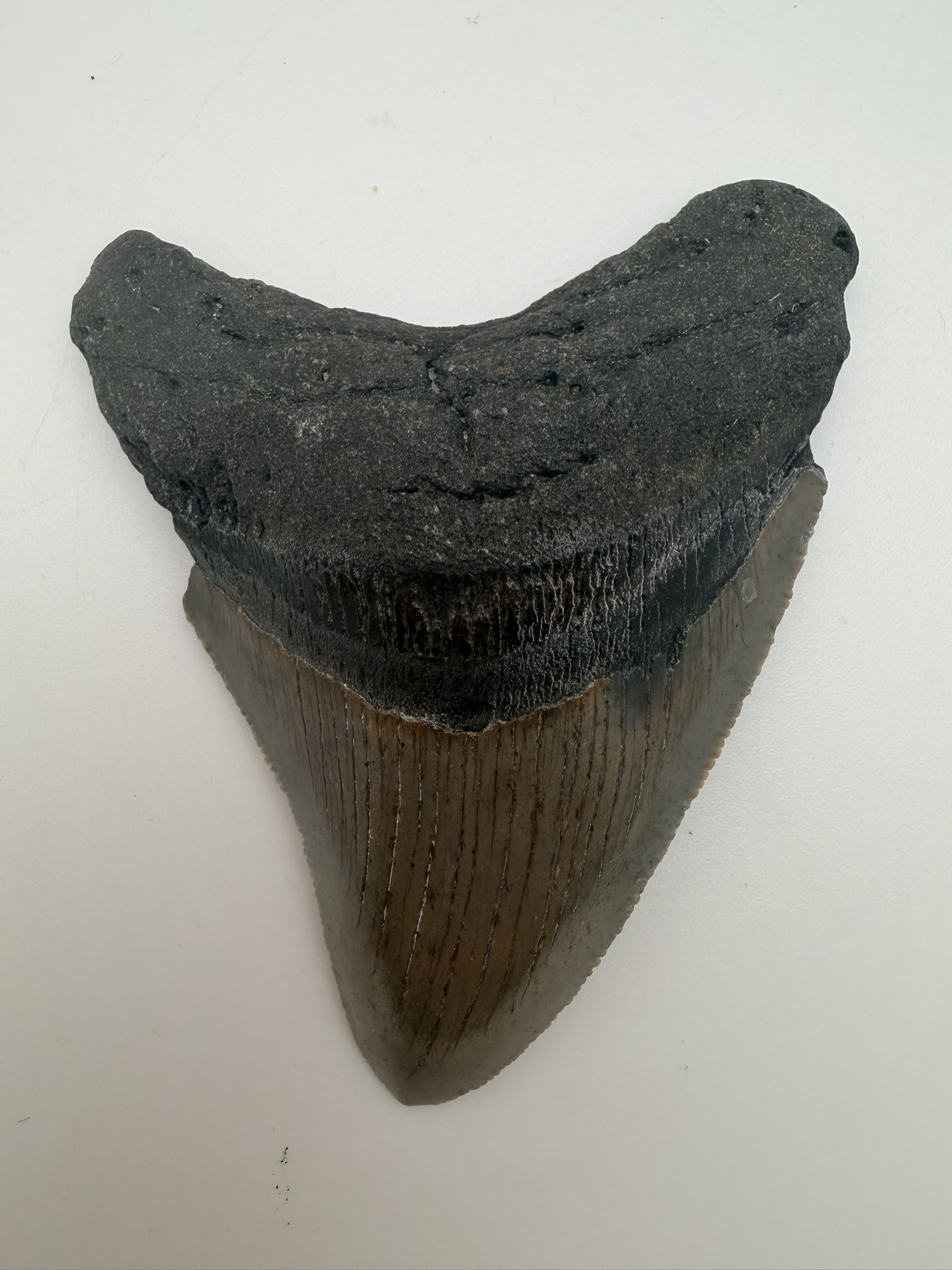 Megalodon Tooth
