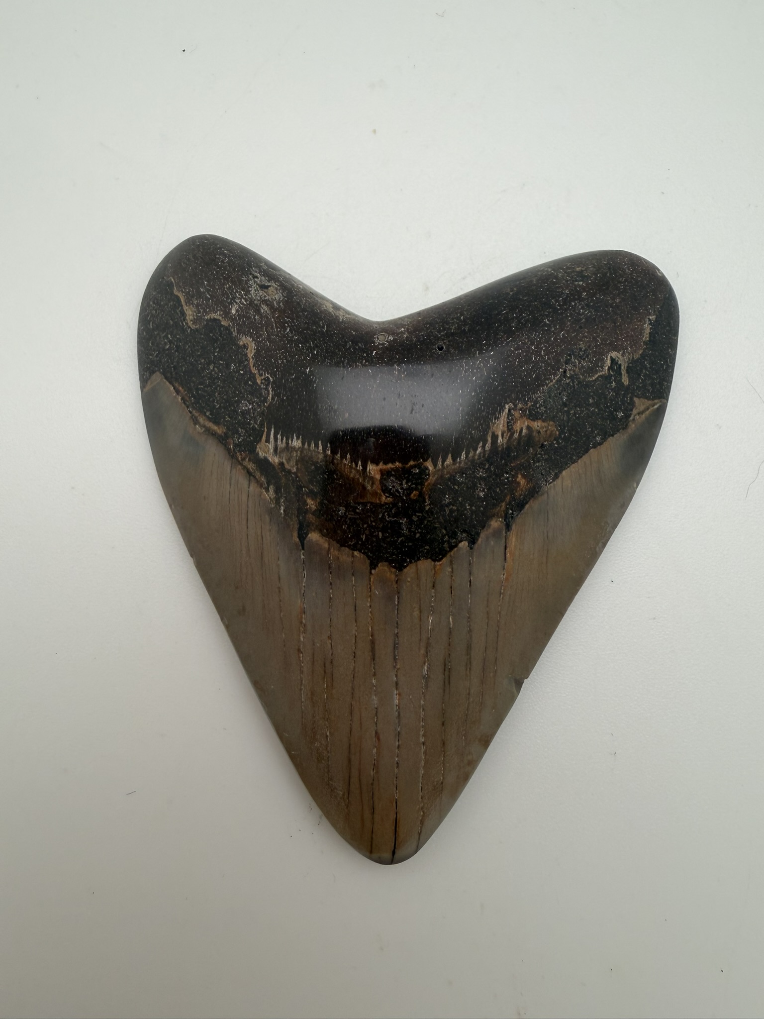 Megalodon Tooth