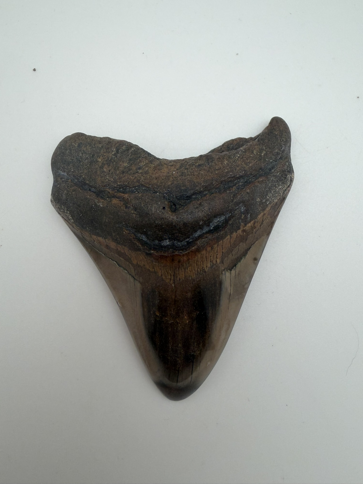 Megalodon Tooth