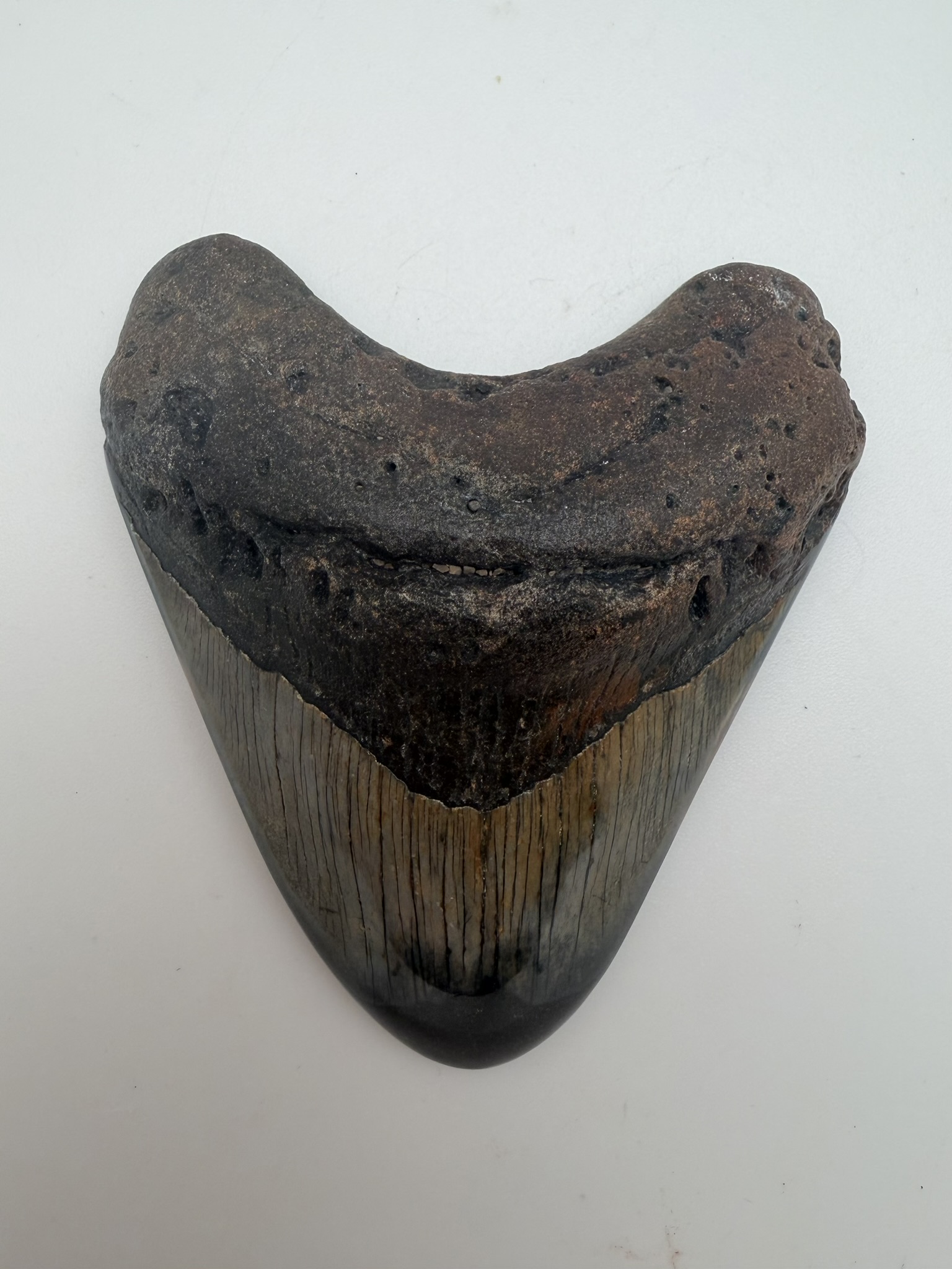 Megalodon Tooth