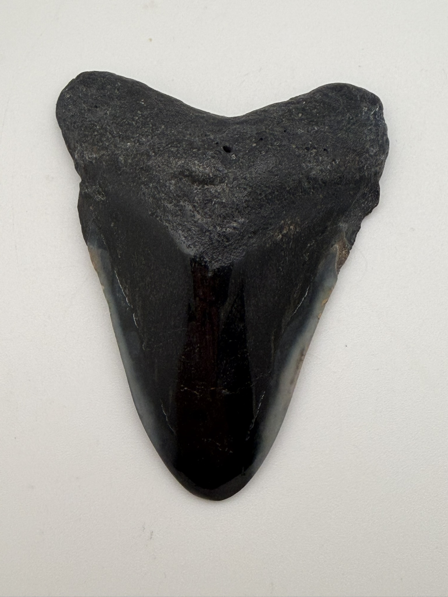 Megalodon Tooth