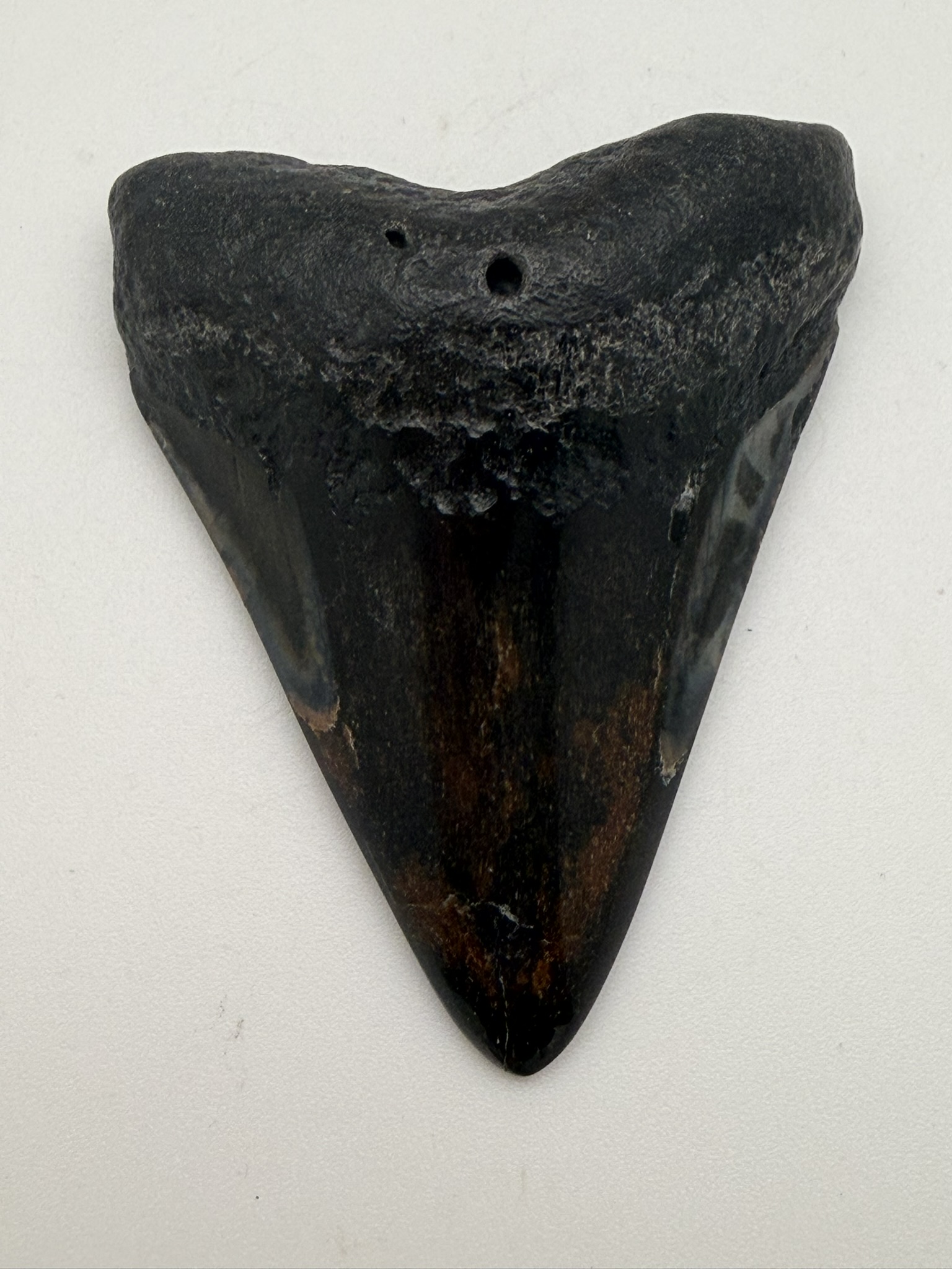 Megalodon Tooth