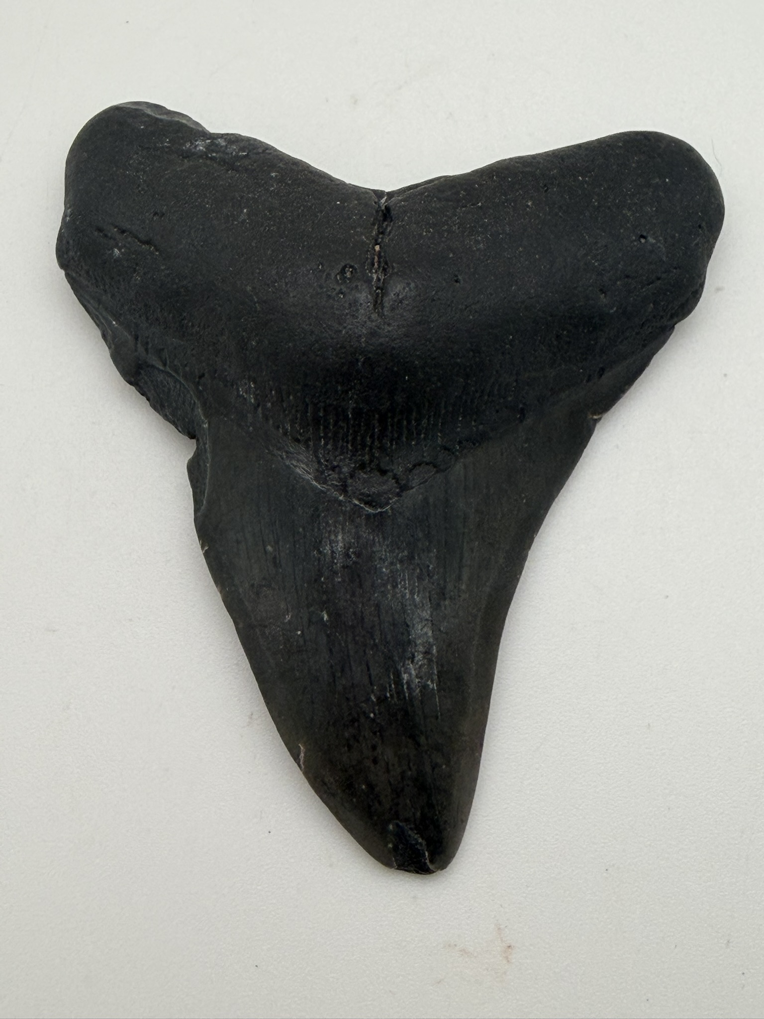 Megalodon Tooth