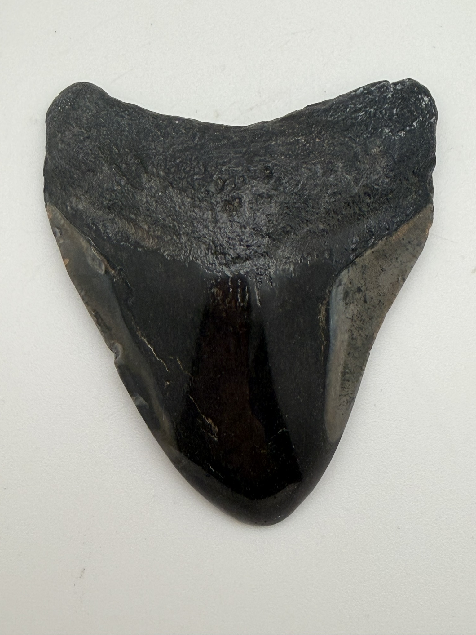Megalodon Tooth