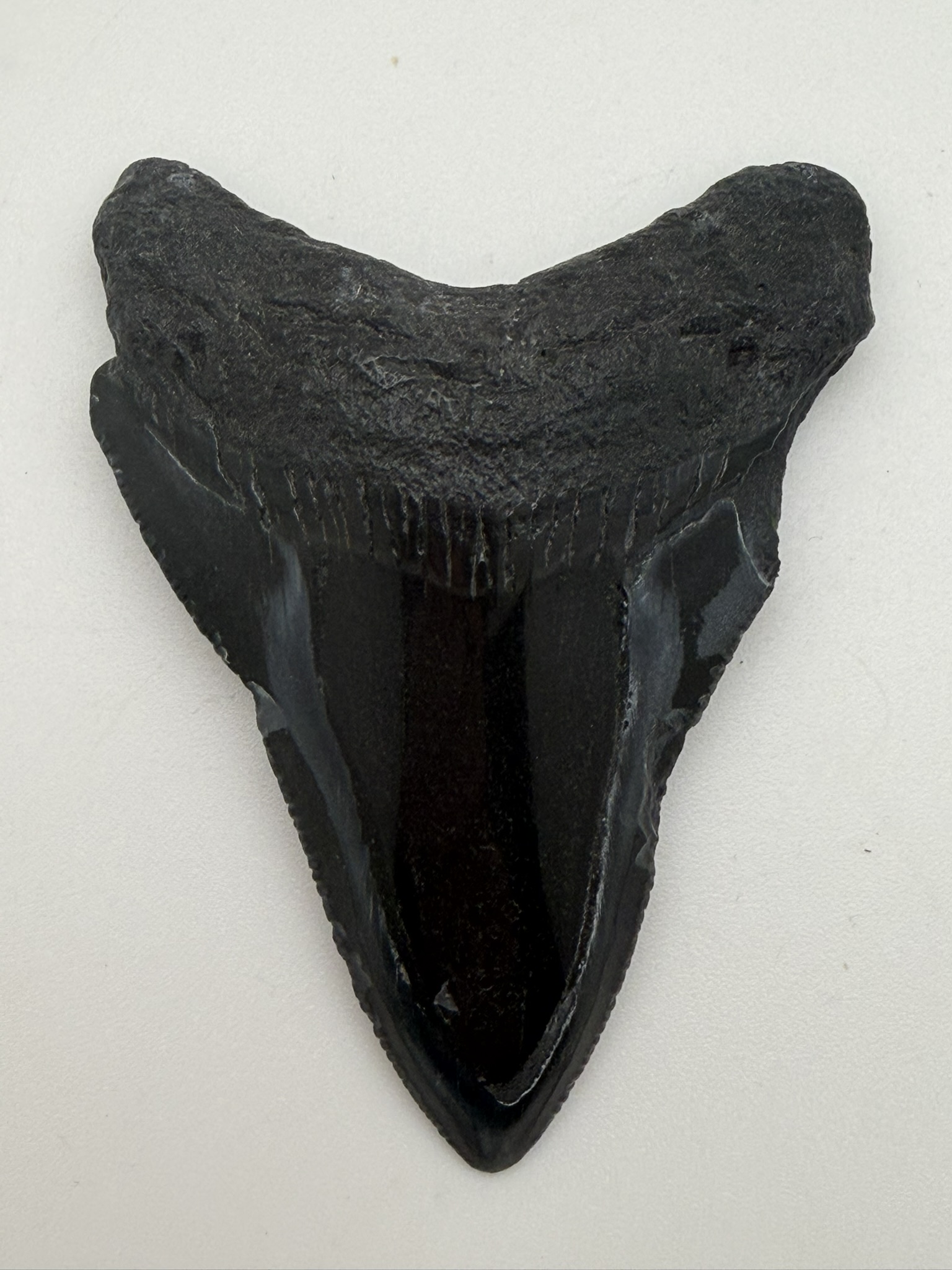 Megalodon Tooth