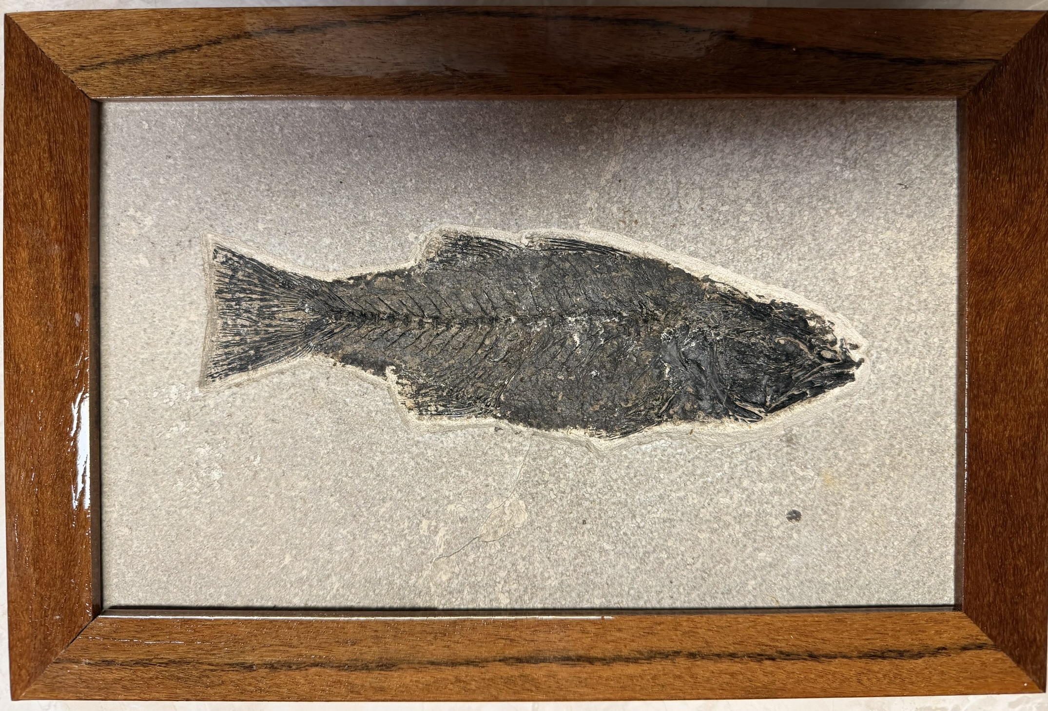 Mioplosus Fossil