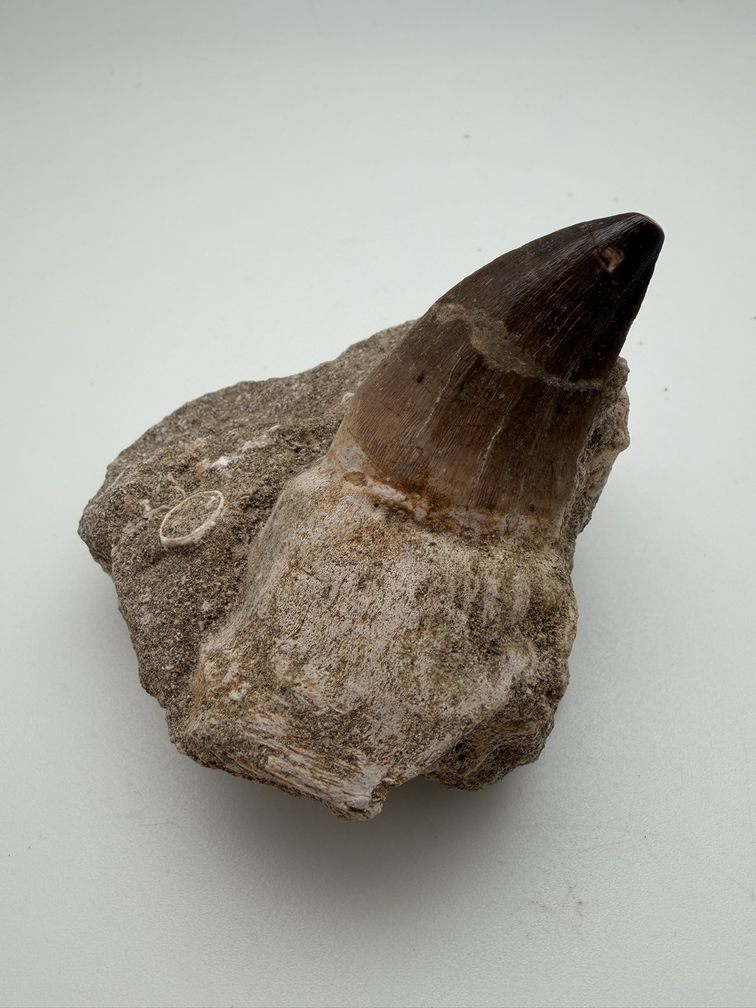 Mosasaur Tooth in matrix