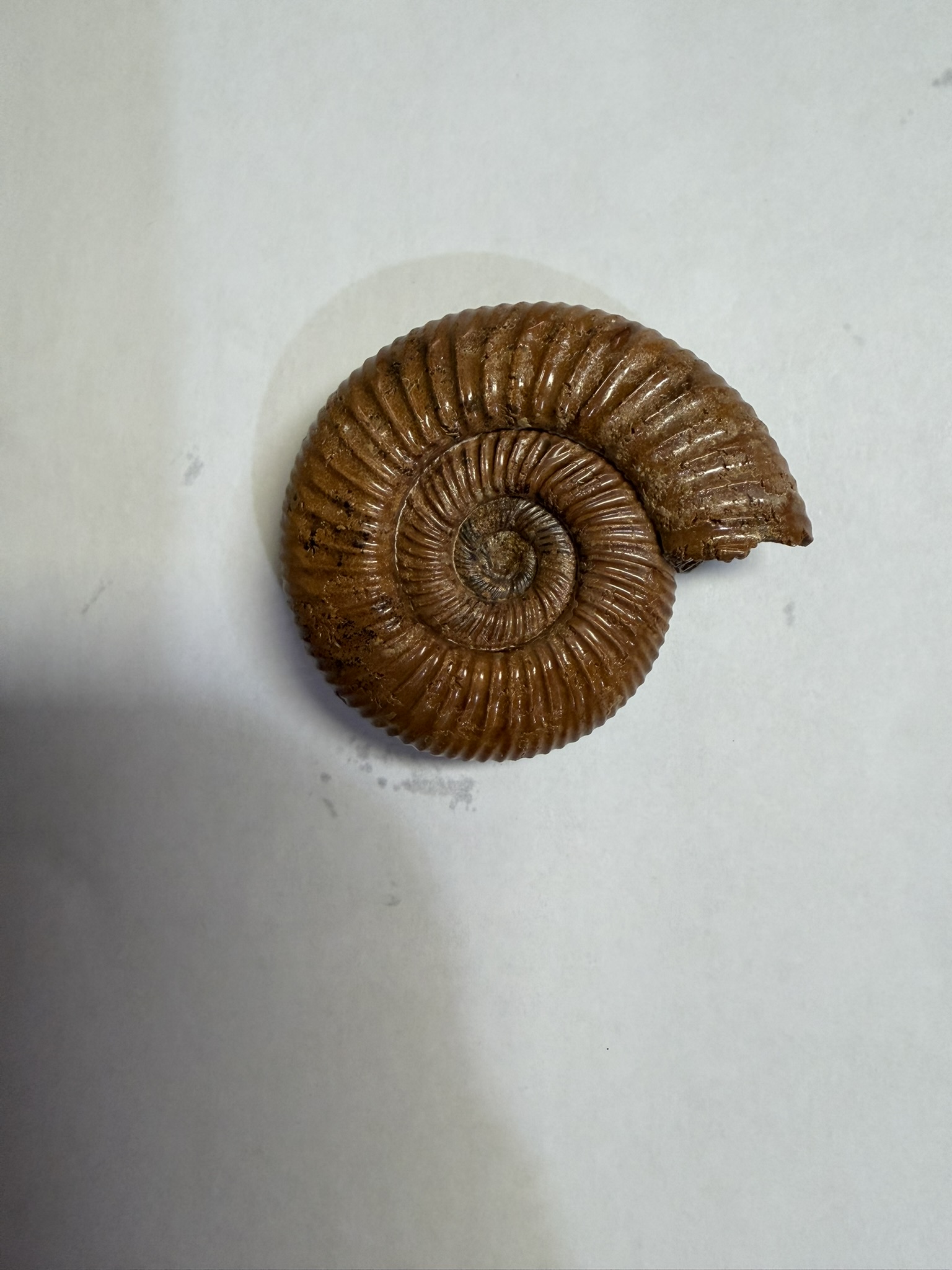 Phylloceras inflatum