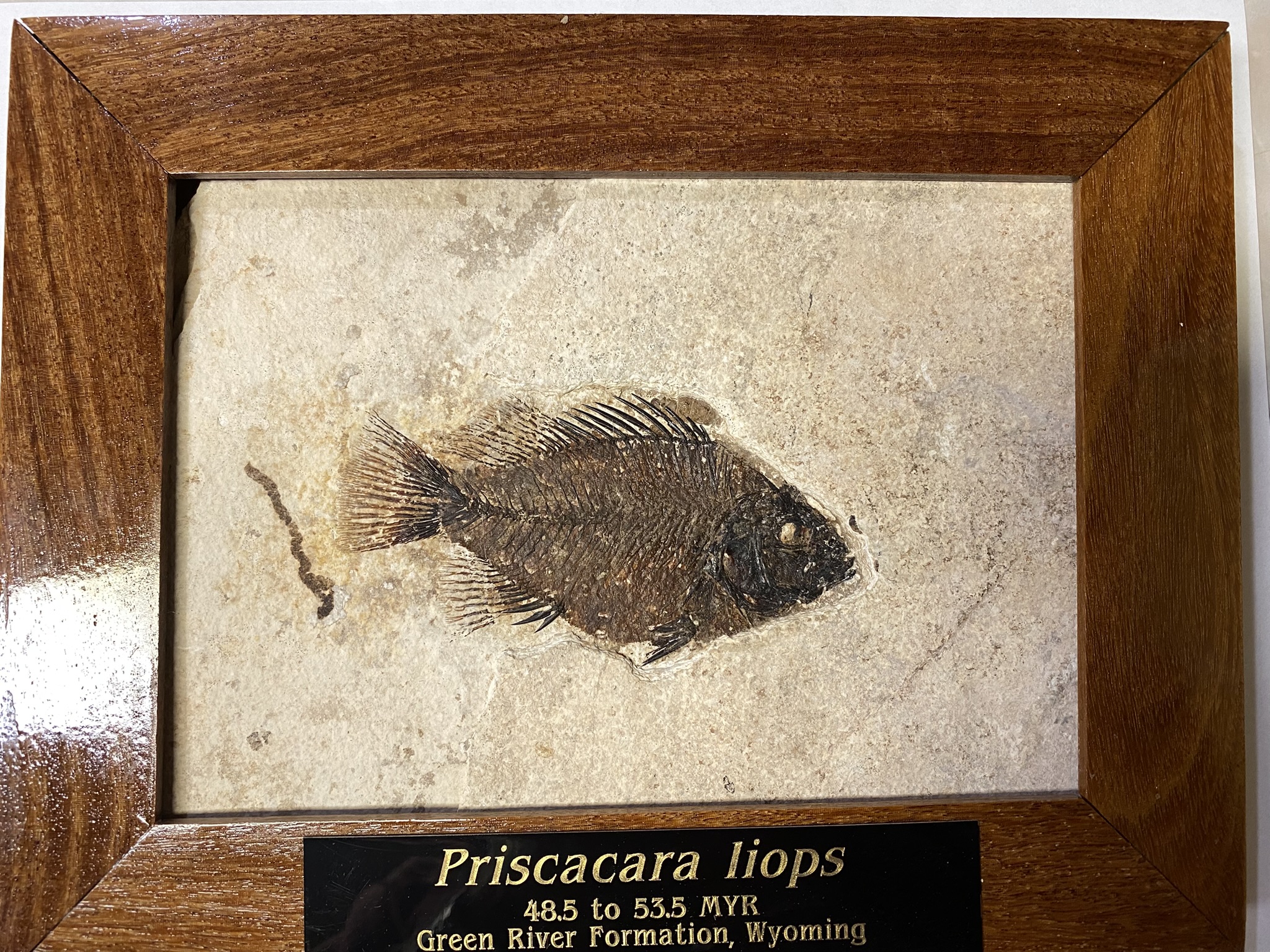 Priscacara liops framed