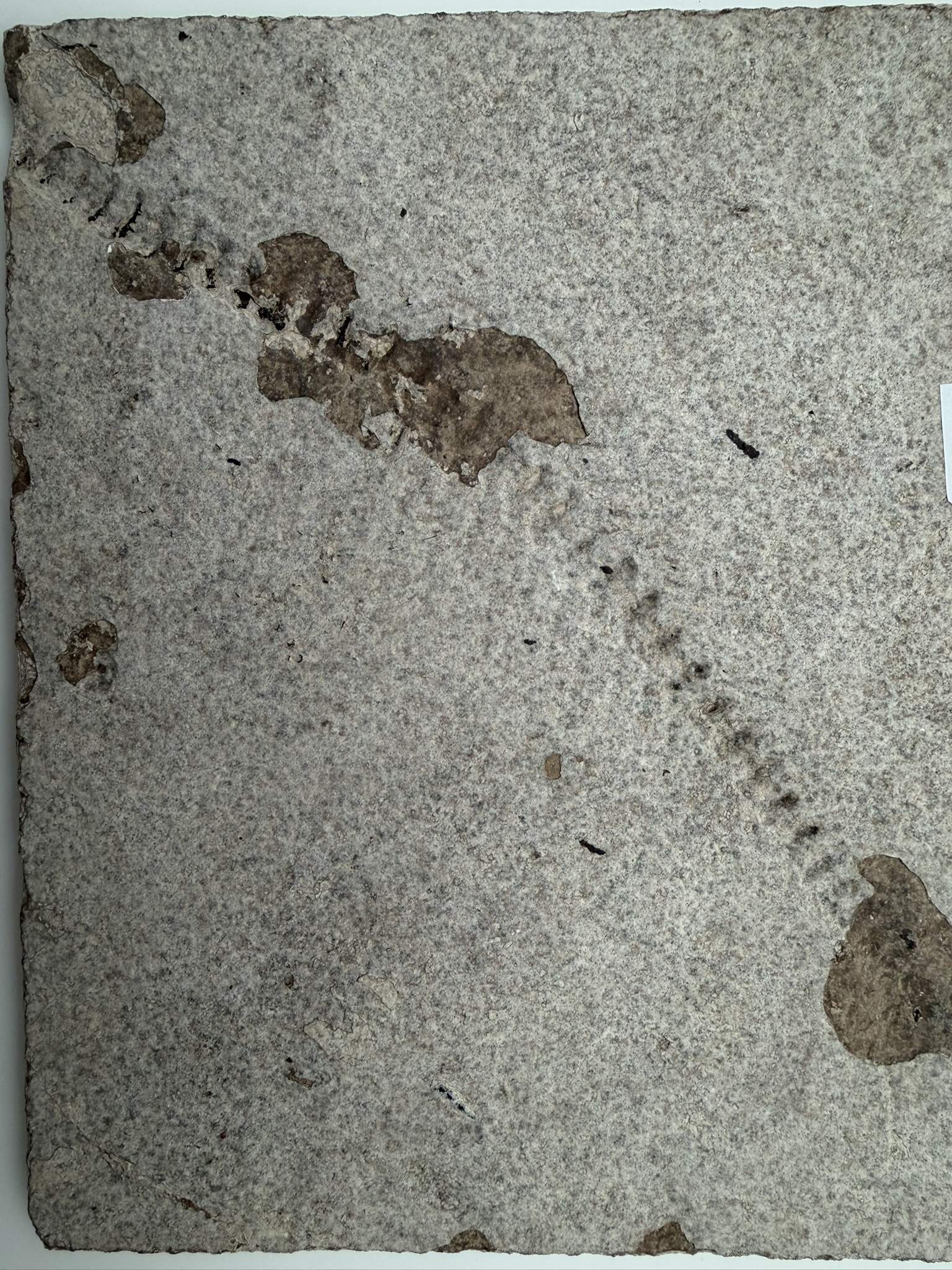 Cockerallities liops