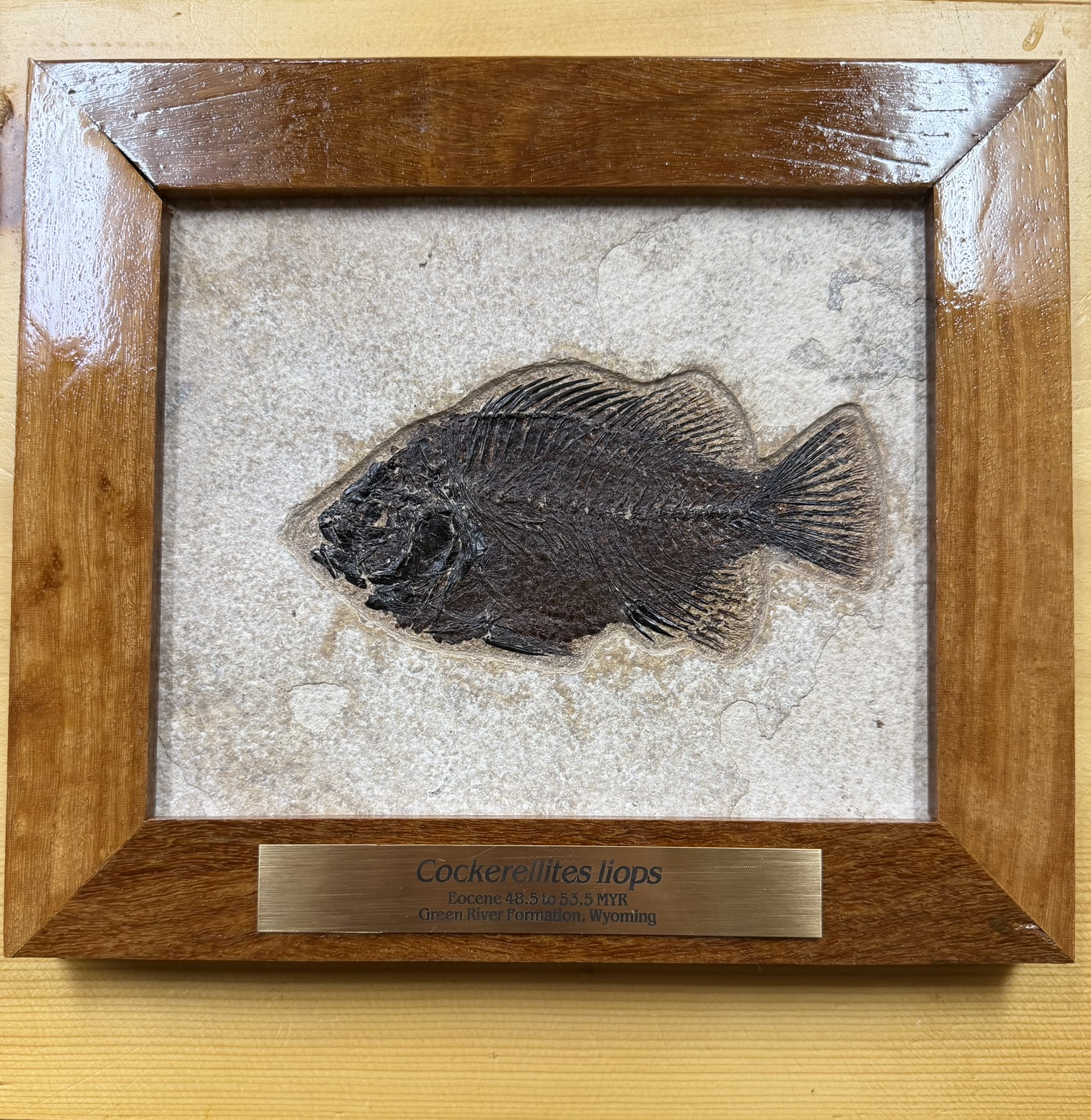 Cockerallities liops